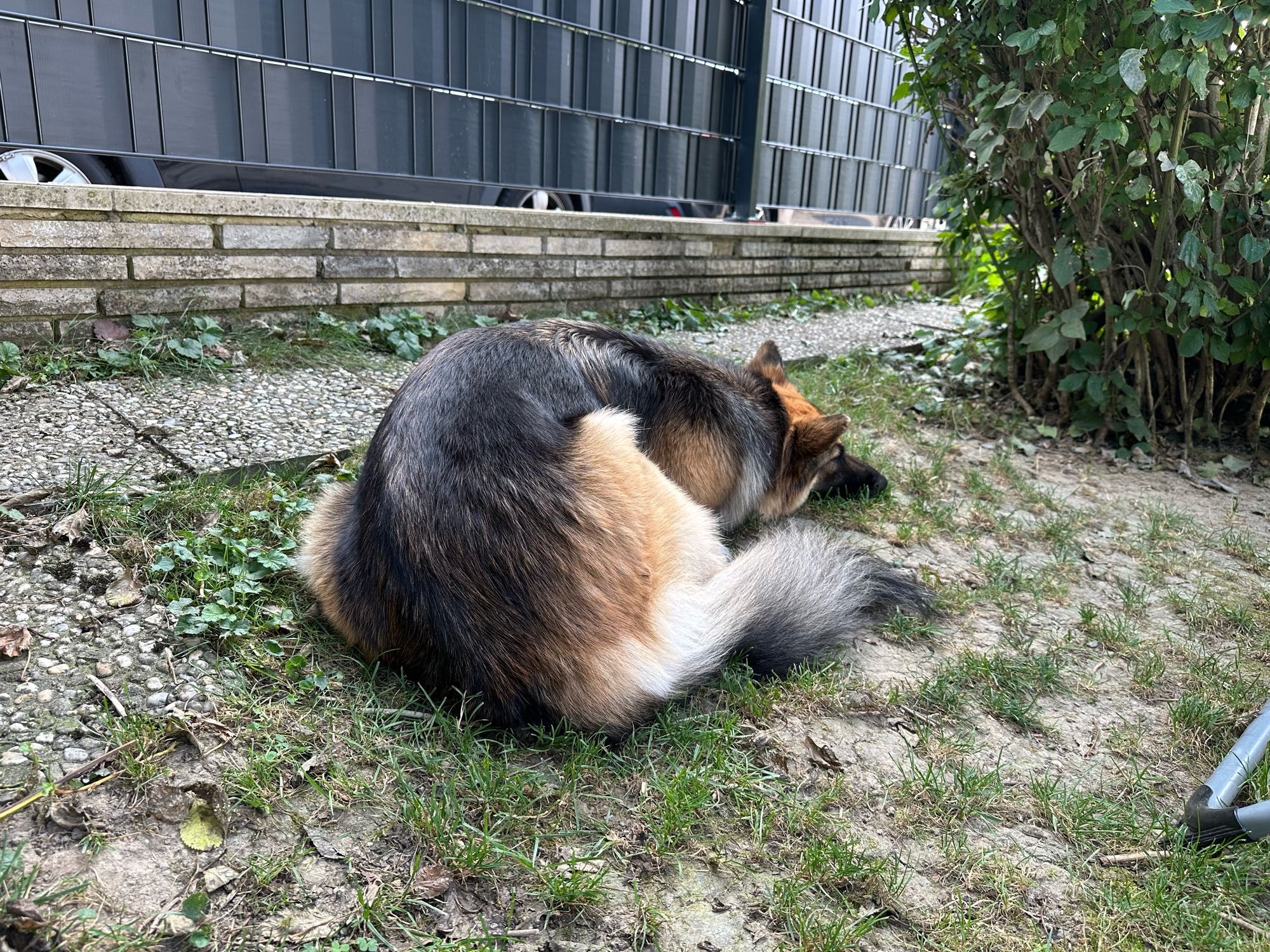 Fluffy German shepherd laying half curled up with her eyes closed in the grass in front of a fence.