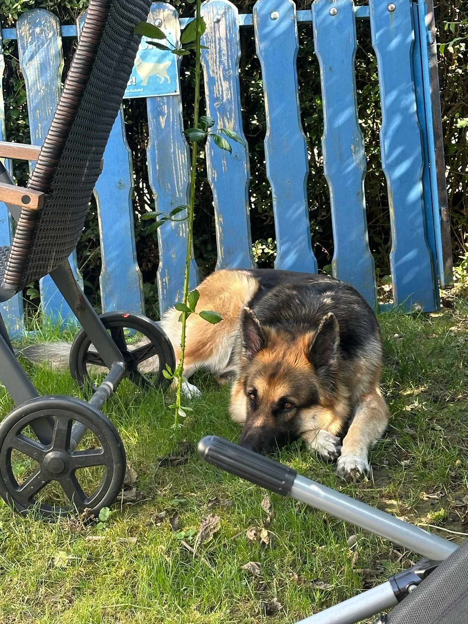 A fluffy German shepherd lounging in the grass in front of a blue wooden gate.