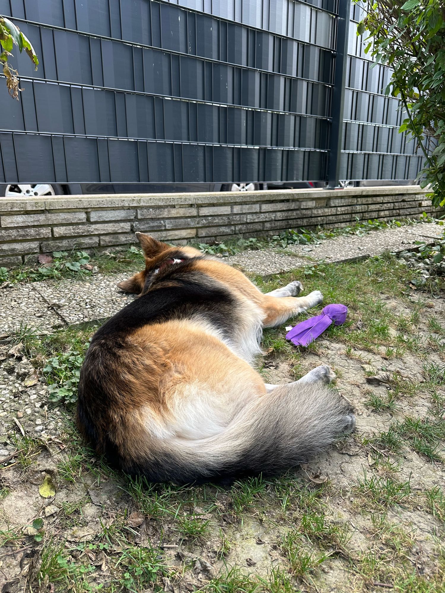 Fluffy German shepherd laying and her side in the grass in front of a fence. There is a purple throw toy next to her outstretched front paws.