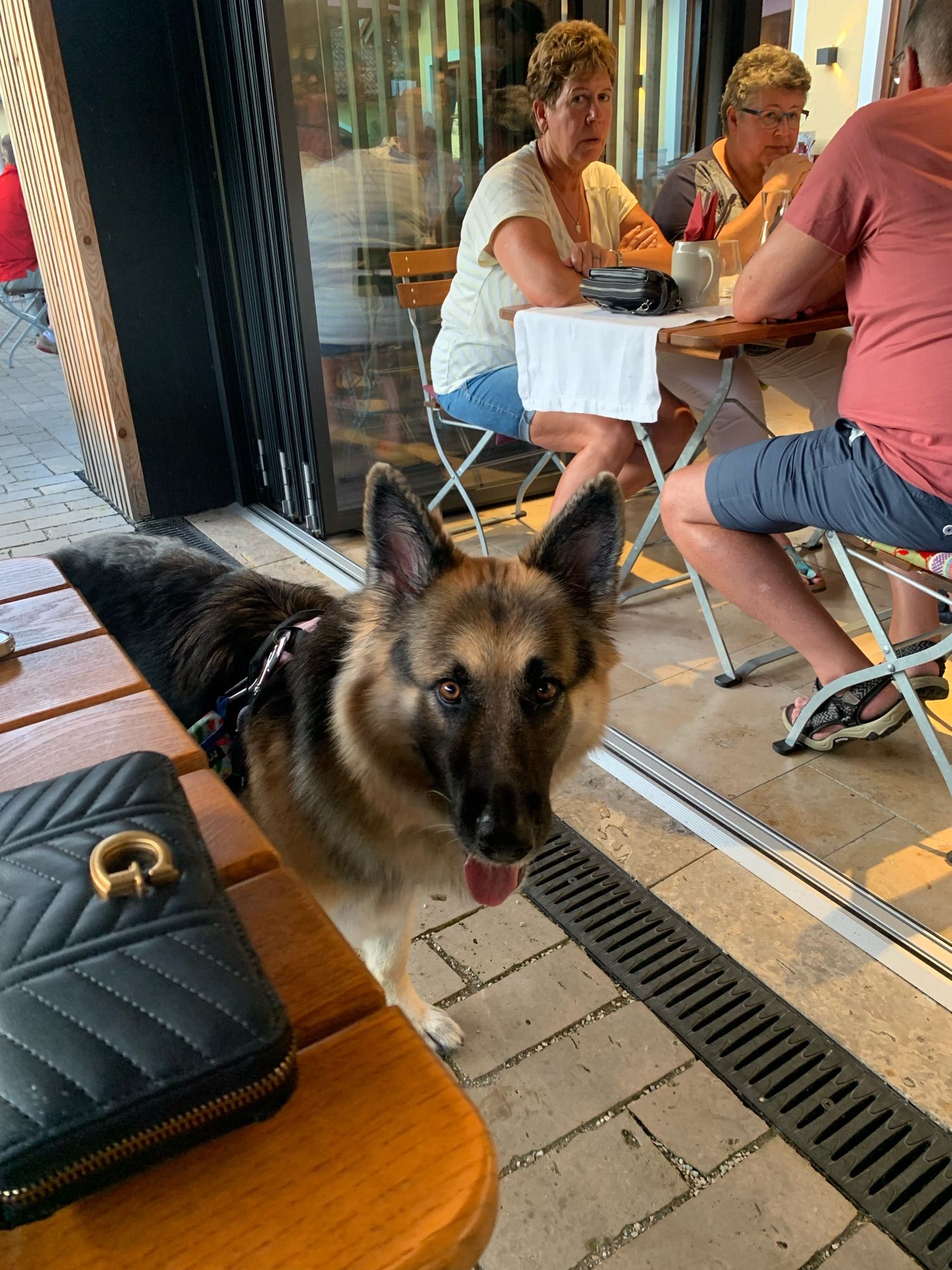 A fluffy German shepherd stands next to a table in what appears to be a restaurant. A group of diners can bee seen in the background.