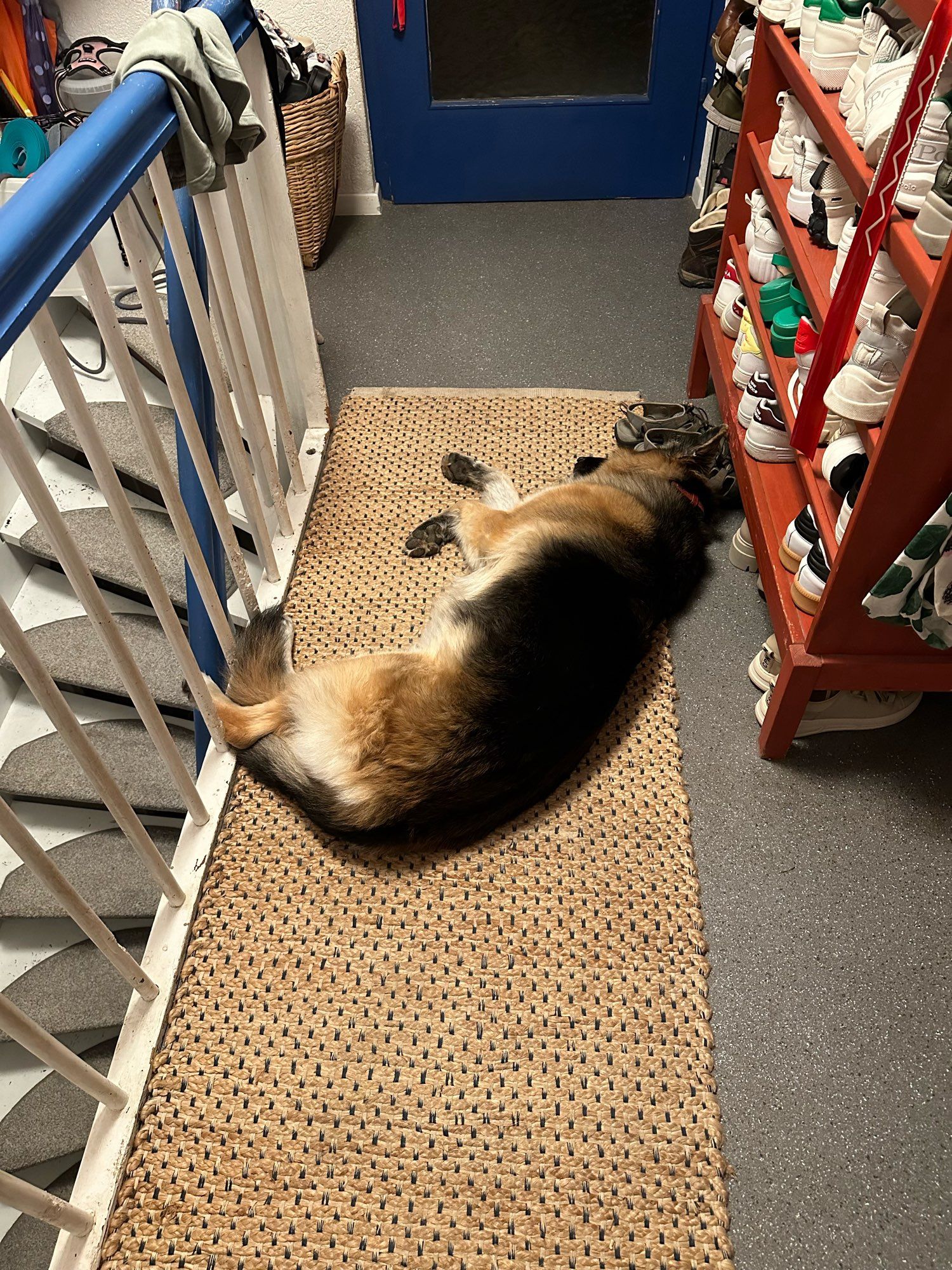 Fluffy German shepherd laying flat on her side with paws akimbo. She is laying on a beige rough woven carpet on a gray floor. There is a blue and white railing to one side of her and a red shoe shelf to the other. In front is a blue door with glass, it is night outside.