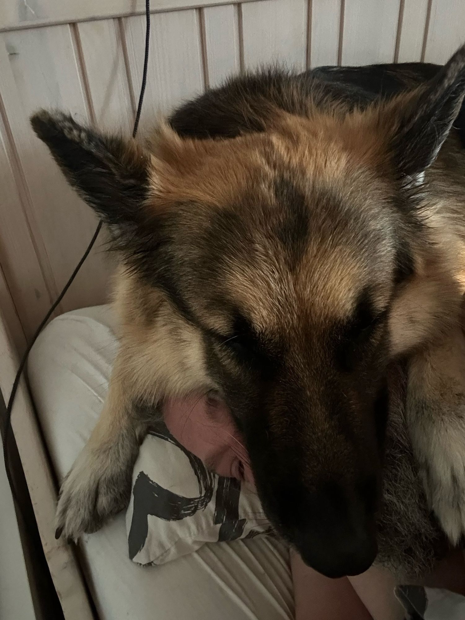 A fluffy German shepherd attempts to smother her master in his sleep.