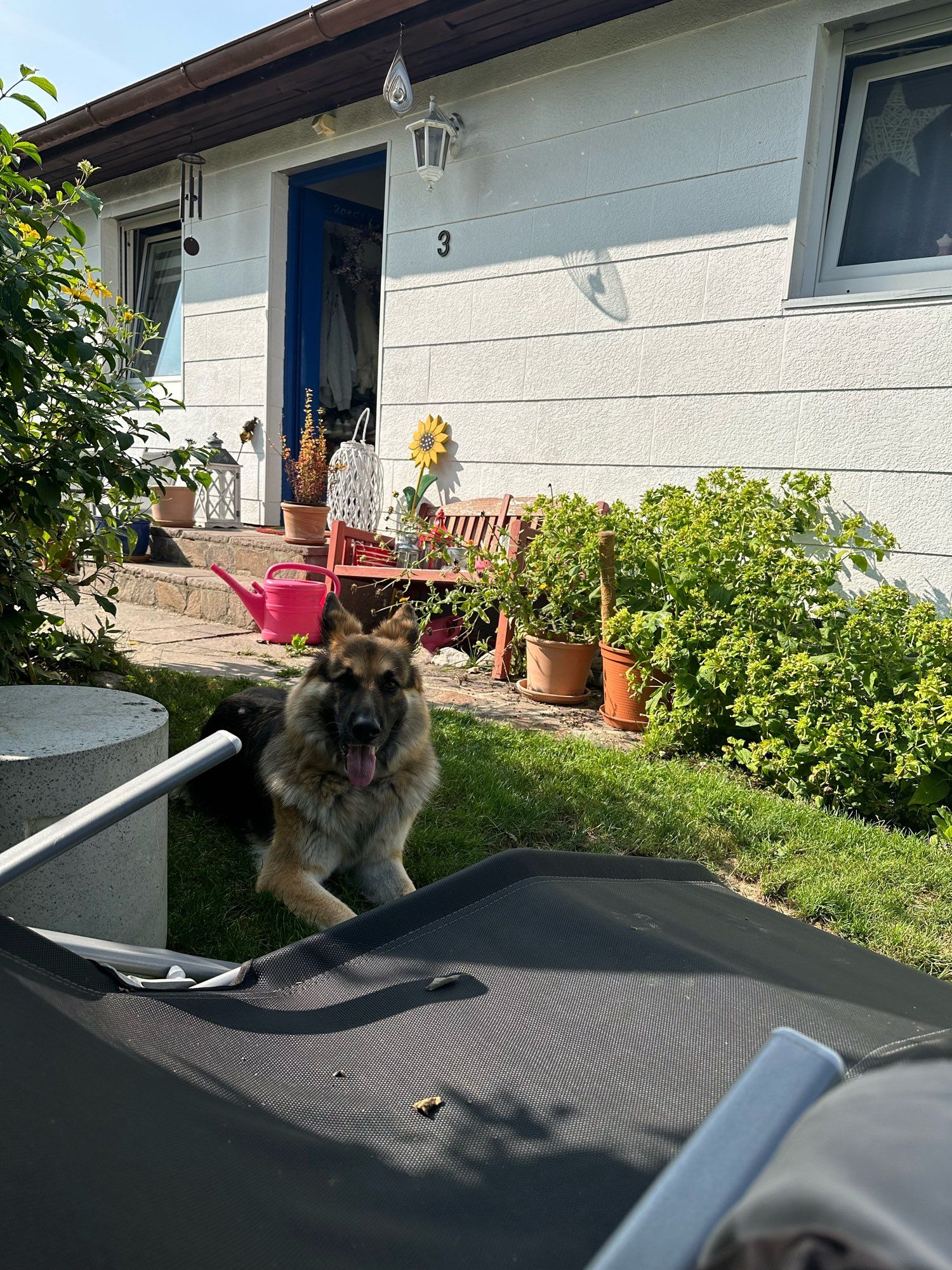 A fluffy German shepherd lounges in the shade of a bush in front of a sun-kissed house with an open blue door.