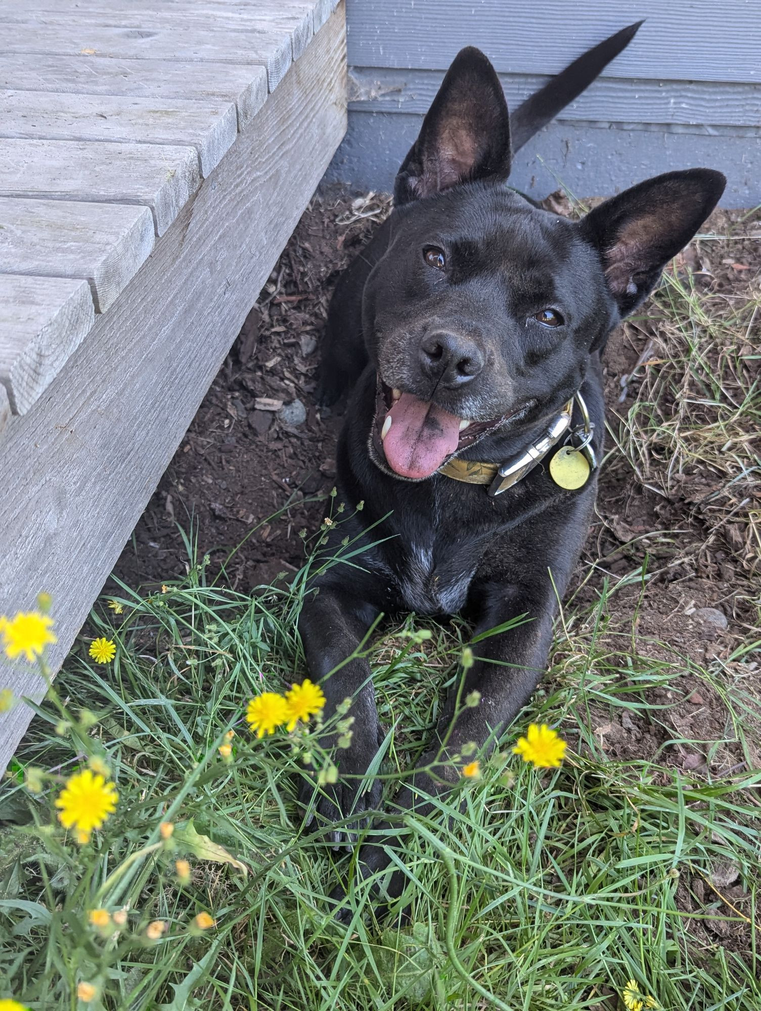 A cute black dog with big upright ears sitting in a dirt hole