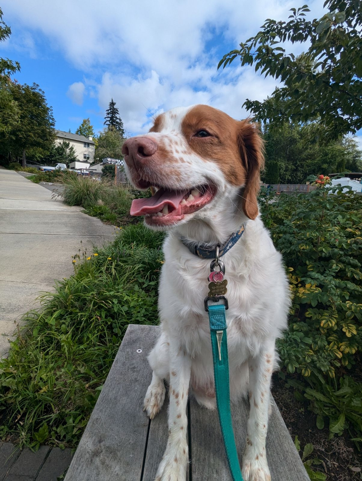 A cute Brittany dog on a walk sitting on a bench. 