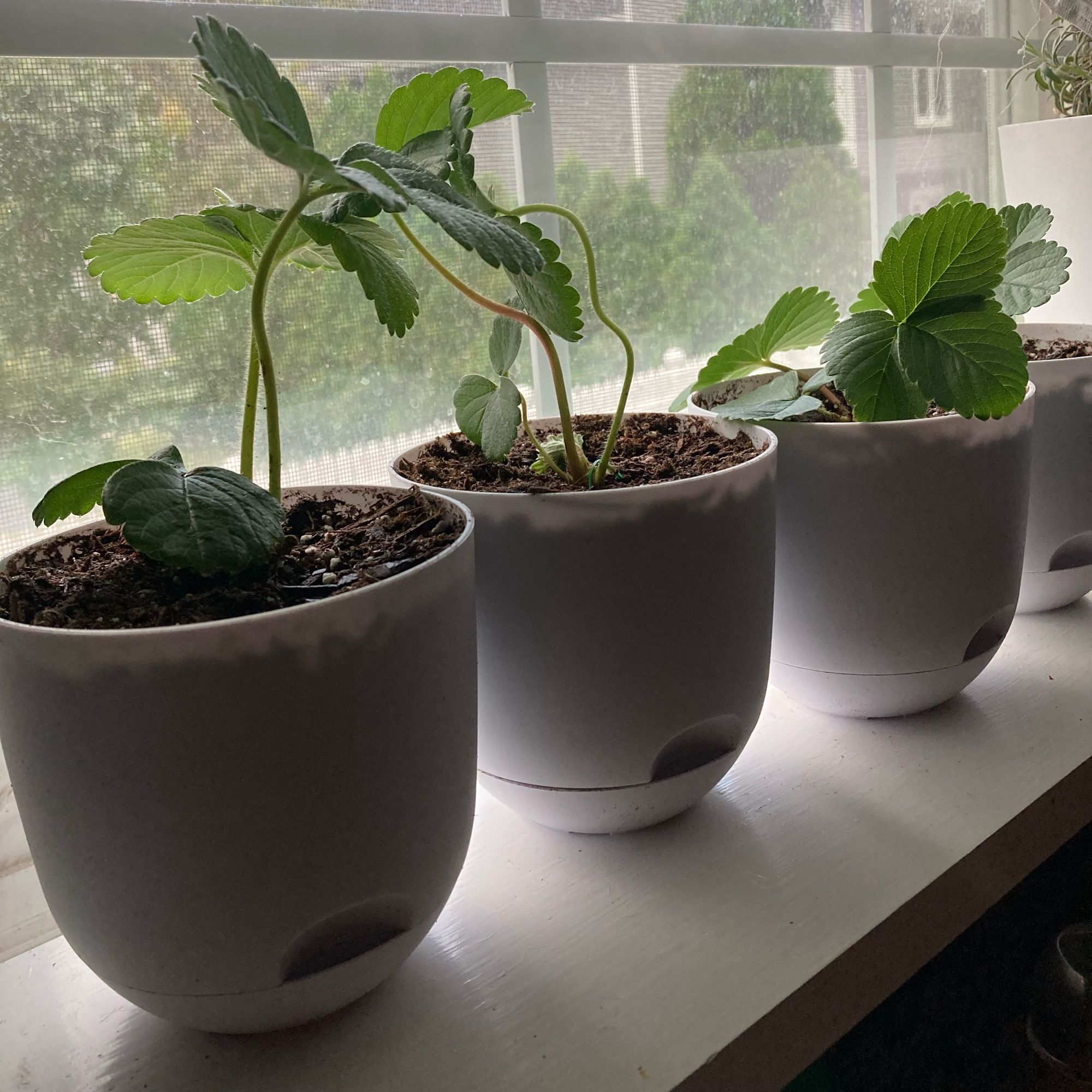 Four small dirt-filled planters with leafy strawberry runners pinned on top.