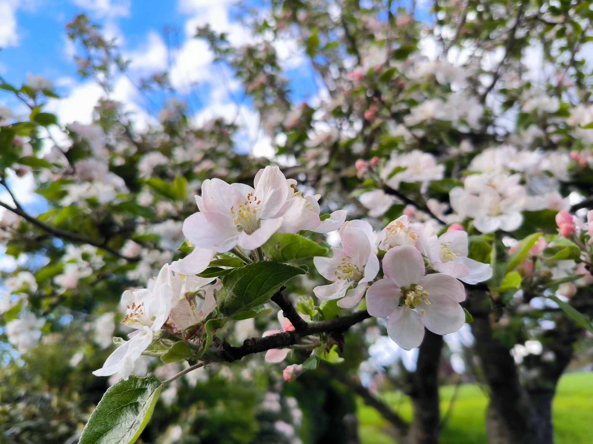 Obstblüten in Nahaufnahme