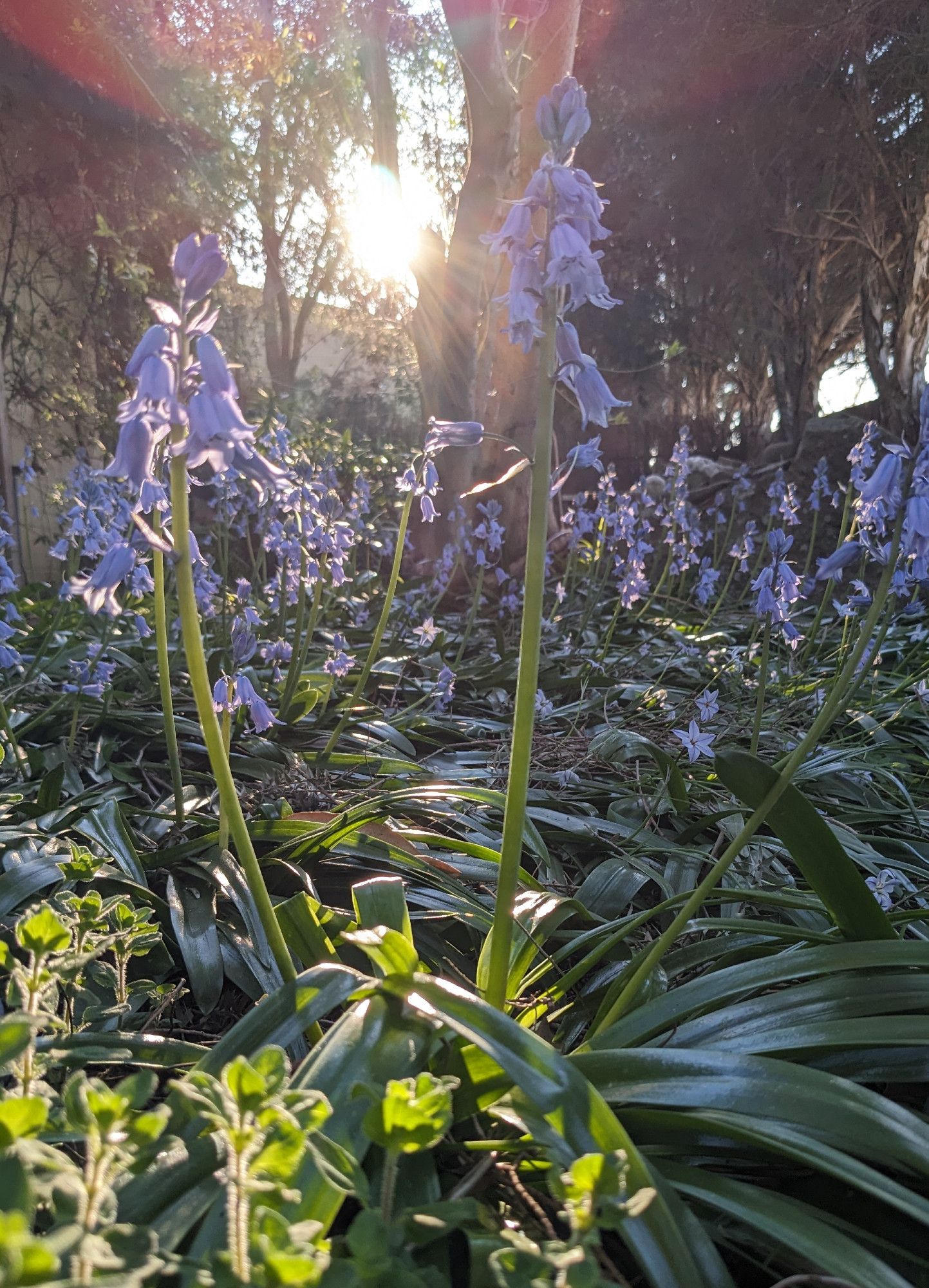 Evening sun shining low through a garden bed dominated by bluebells.