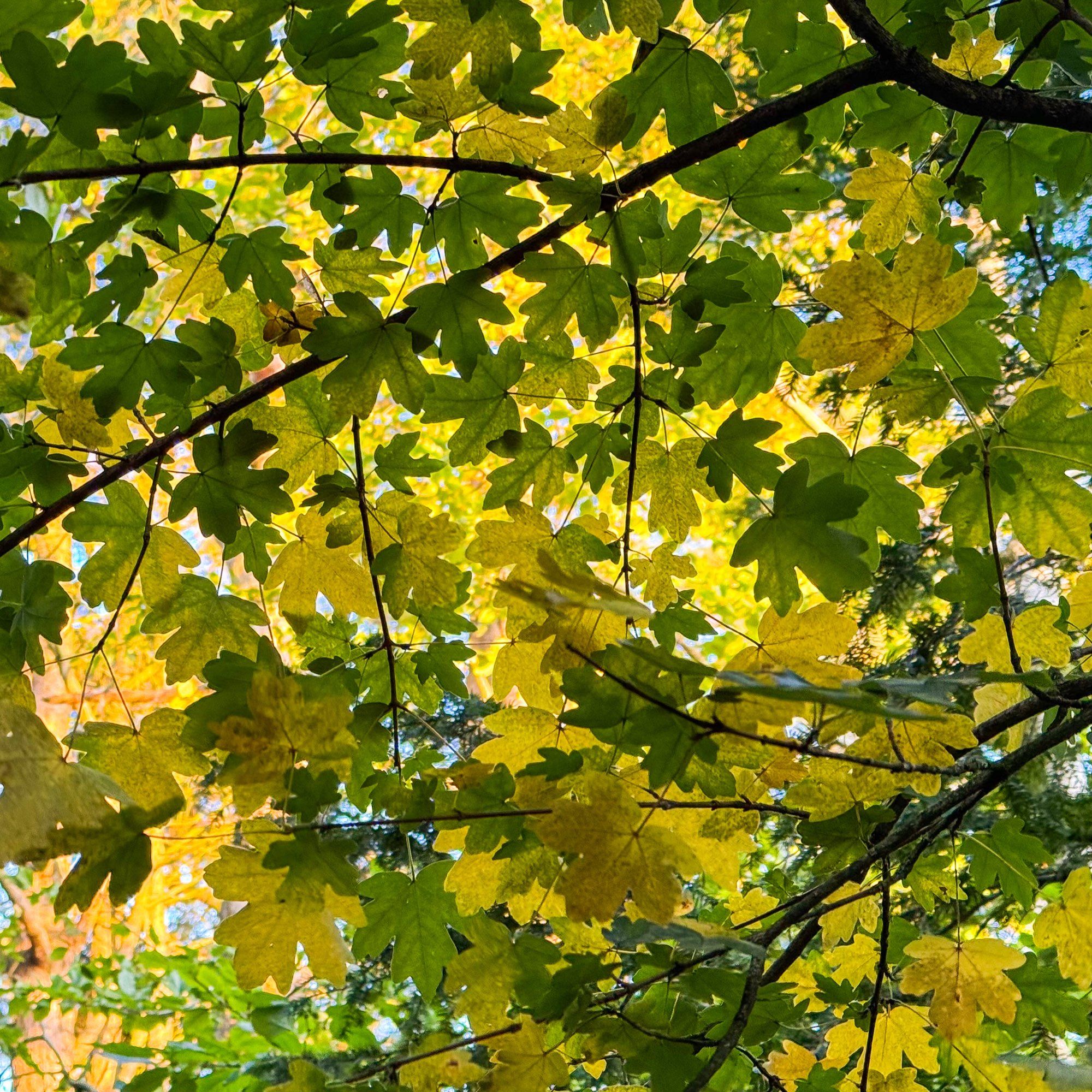 A mixture of yellow and green leaves with the photo taken from below the canopy