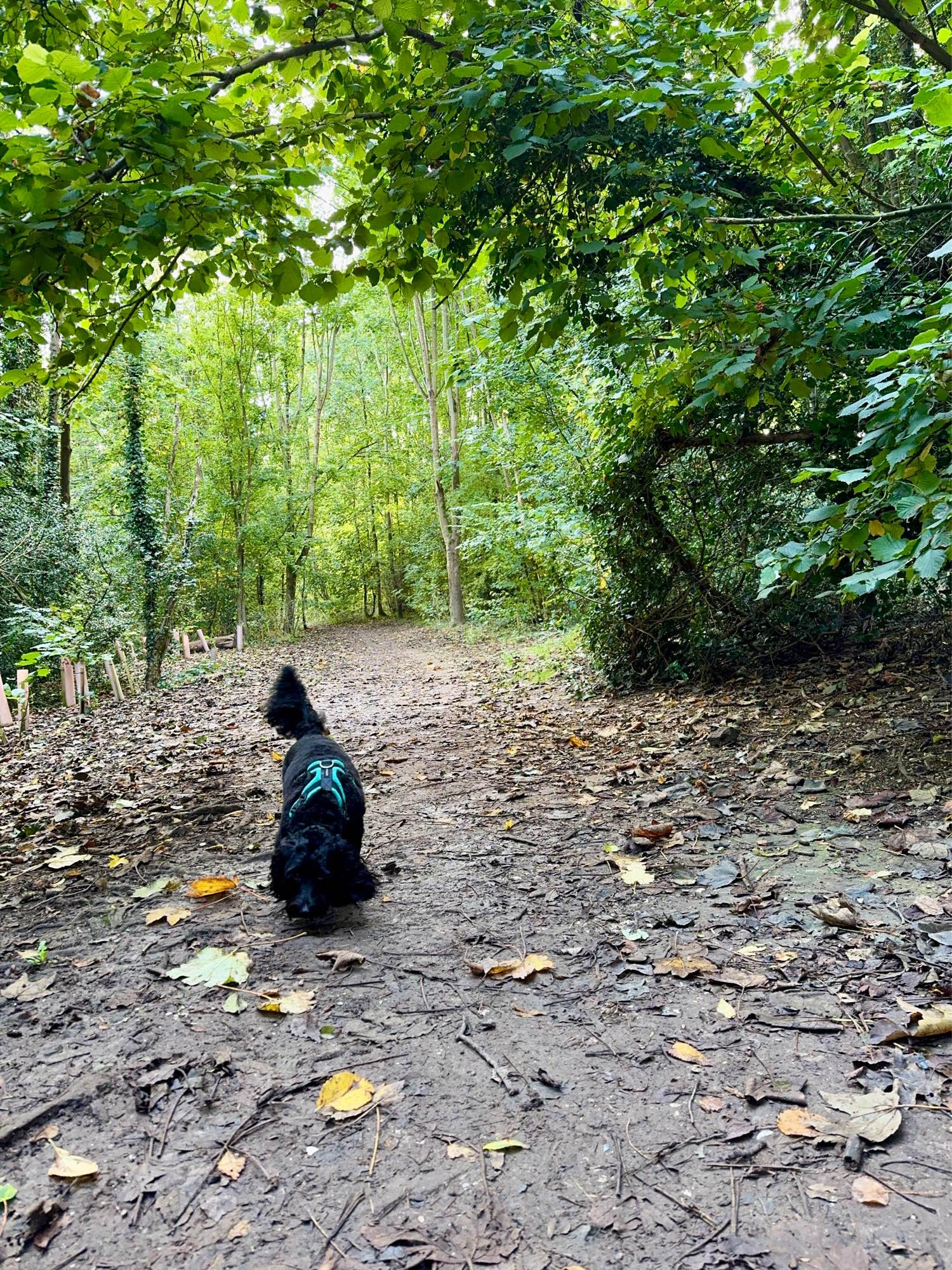 A woodland path with a dog in the foreground.