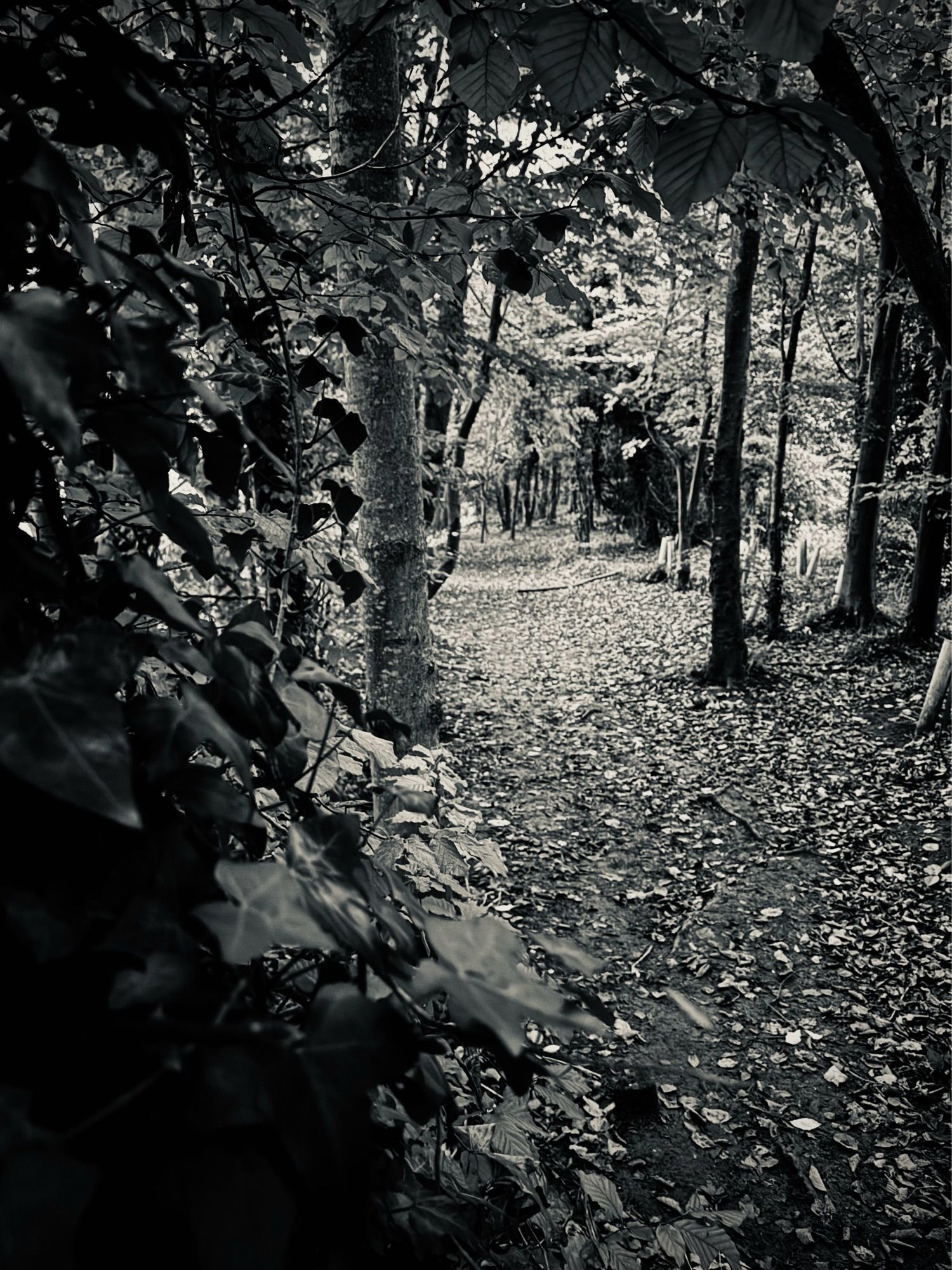 A black and white shot of a woodland path