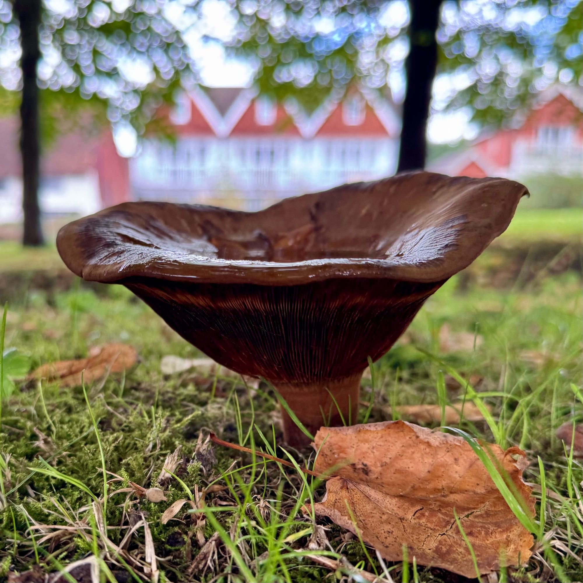 A large brown mushroom