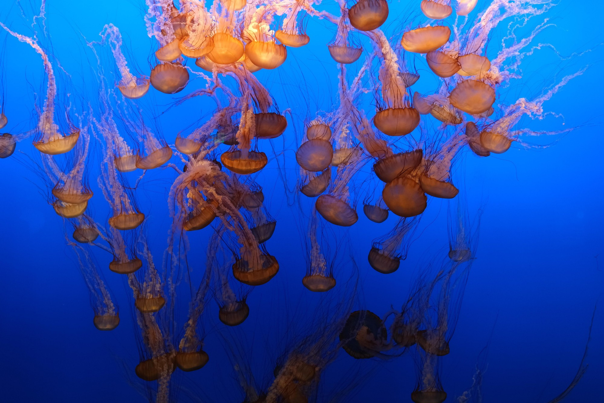 Jellyfish swimming downwards in a water tank at an aquarium 