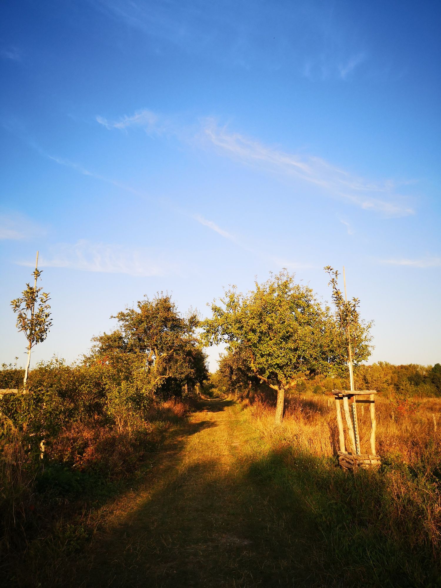 Feldweg im Vordergrund, der zwischen Bäumen verschwindet, darüber viel blauer Himmel mit wenig weiß darauf. 