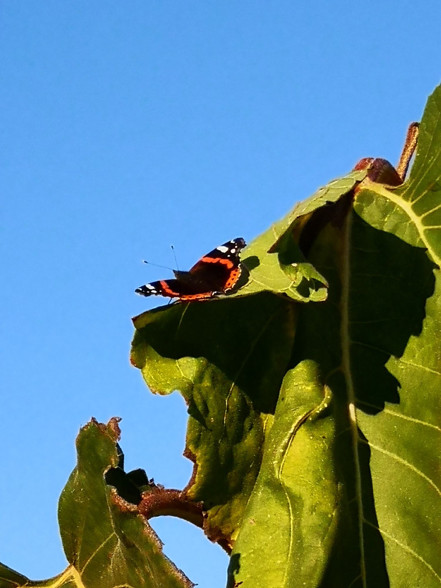 Schmetterling auf einem großen Blatt, dahinter blauer Himmel 