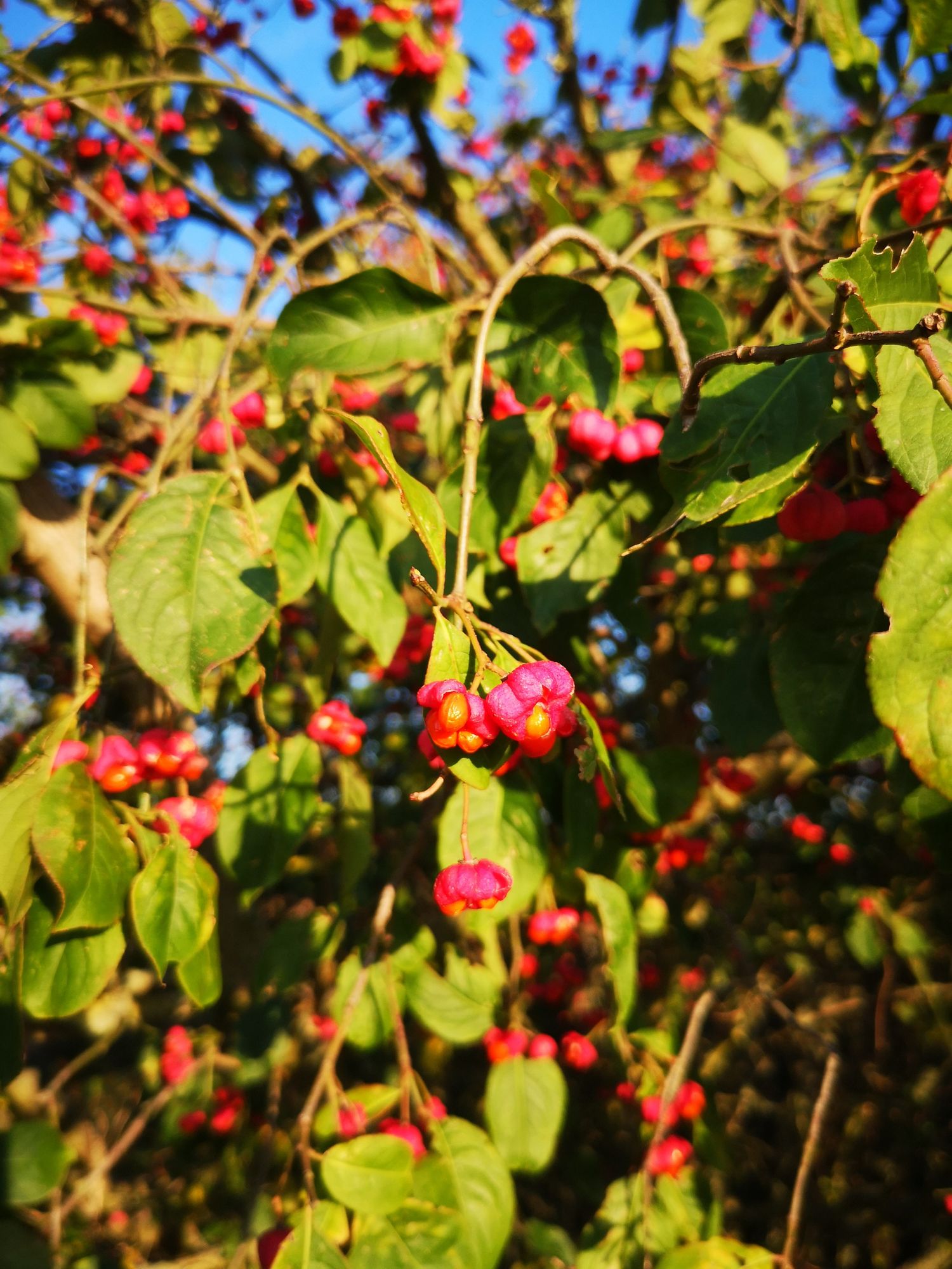 Flora Incognita sagt, das sind Pfaffenhütchen, man kann ahnen, warum die Pflanze diesen Namen trägt, die rot-pink-orangenen Blüten sehen nach rundlichen Kopfbedeckungen aus 