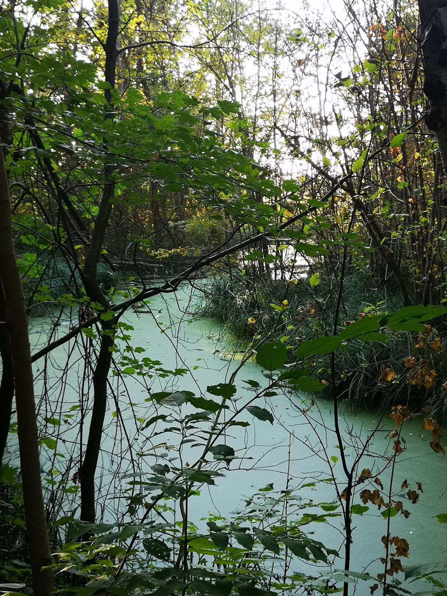 Der Zingergraben im Volkspark, mit grüner Wasseroberfläche (ist vielleicht Entengrütze?), mit Bäumen und Sträuchern an beiden Ufern gesäumt 