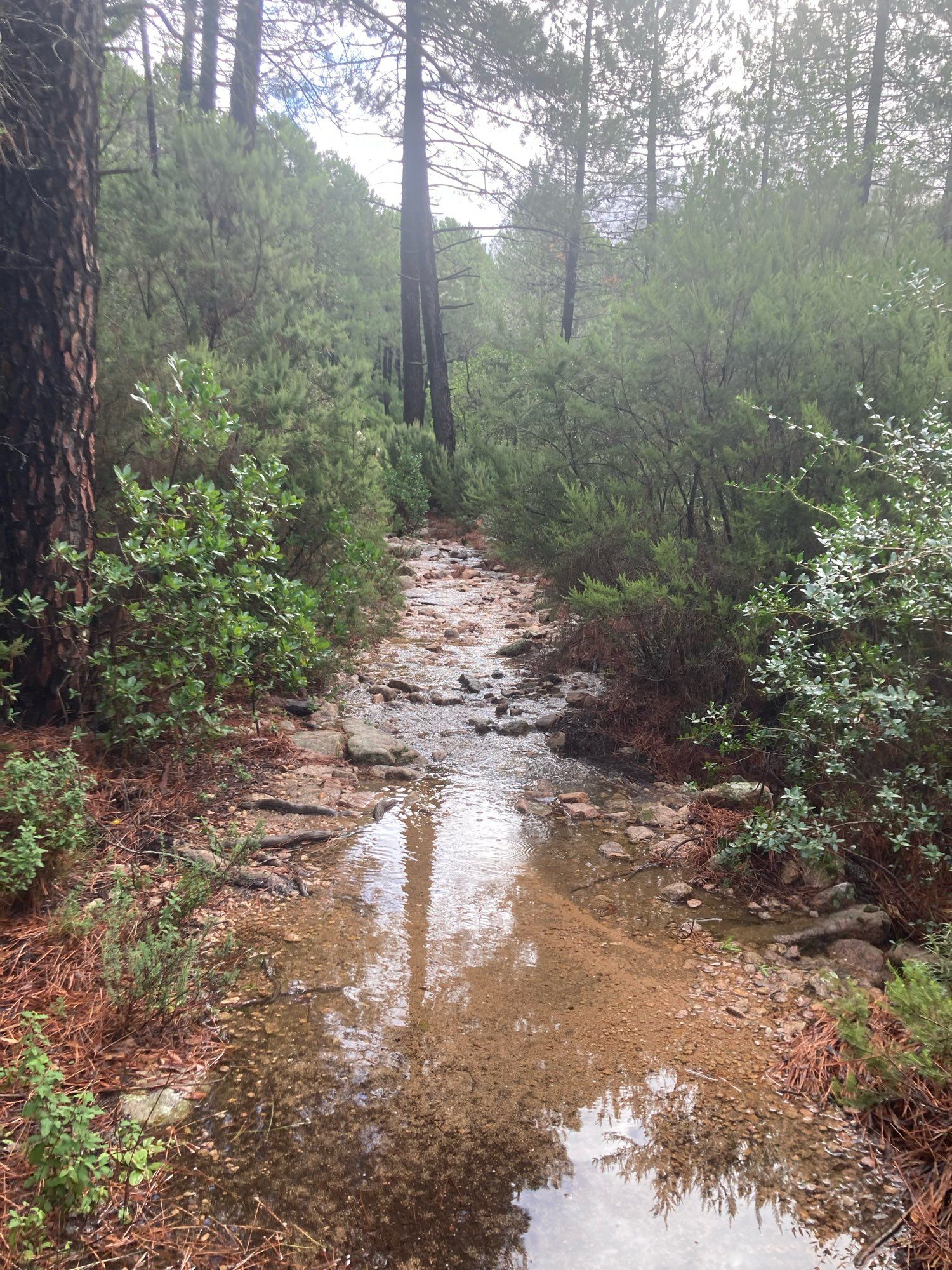 ein Wanderweg der nach starkem Regen an vielen Stellen mit Pfützen und fließendem Wasser überflutet ist