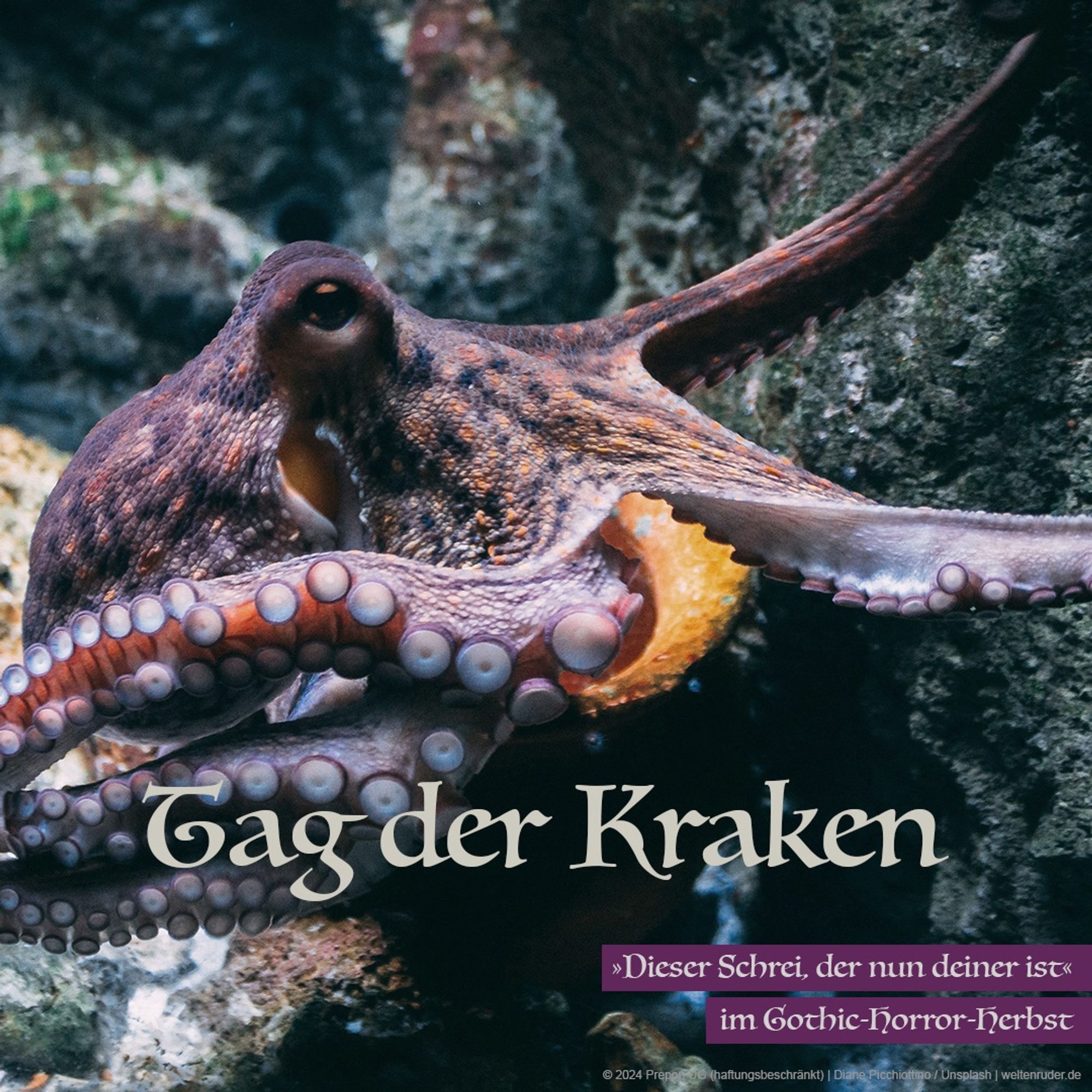 Ein Oktopus hat seine Haut lila gefärbt. Er bewegt sich zwischen grauen Steinen. Darunter steht: „Tag der Kraken“.