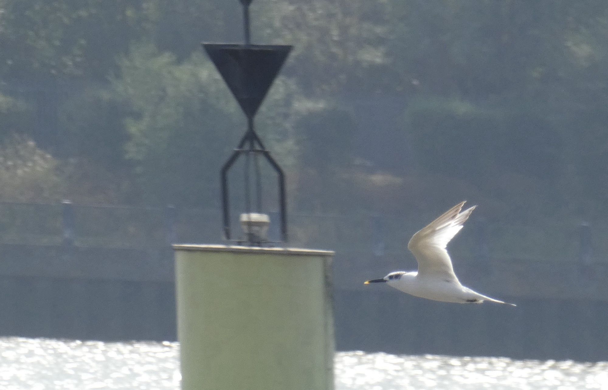 A Sandwich tern at beckton on the river Thames