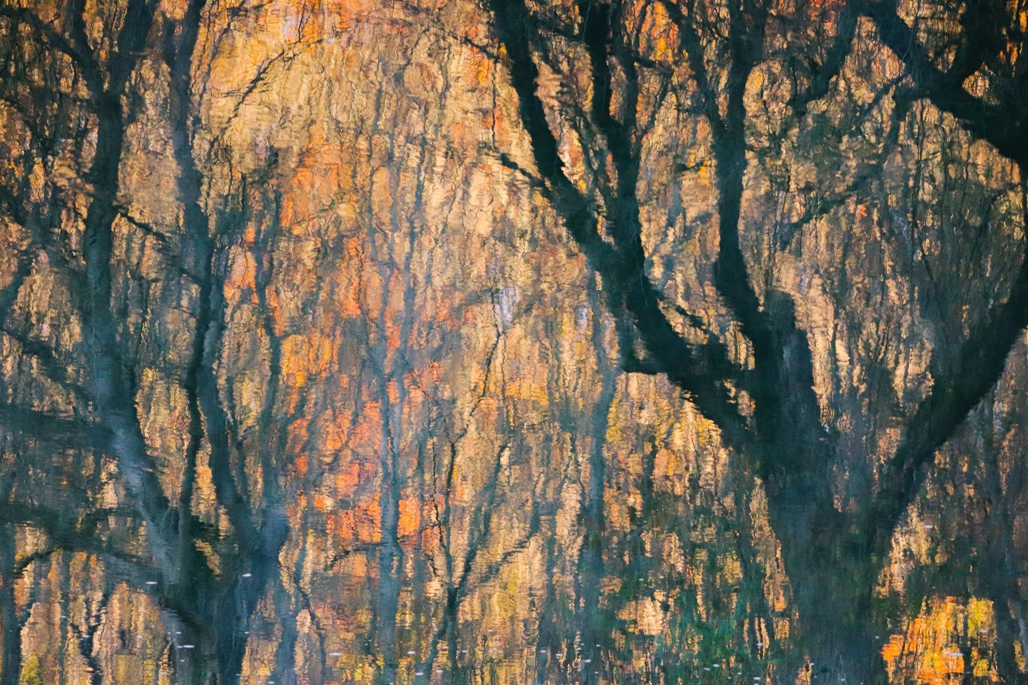 A collection of trees decorated in fall colors reflect in the surface of a pond. Primary colors are orange, yellow, and brown.