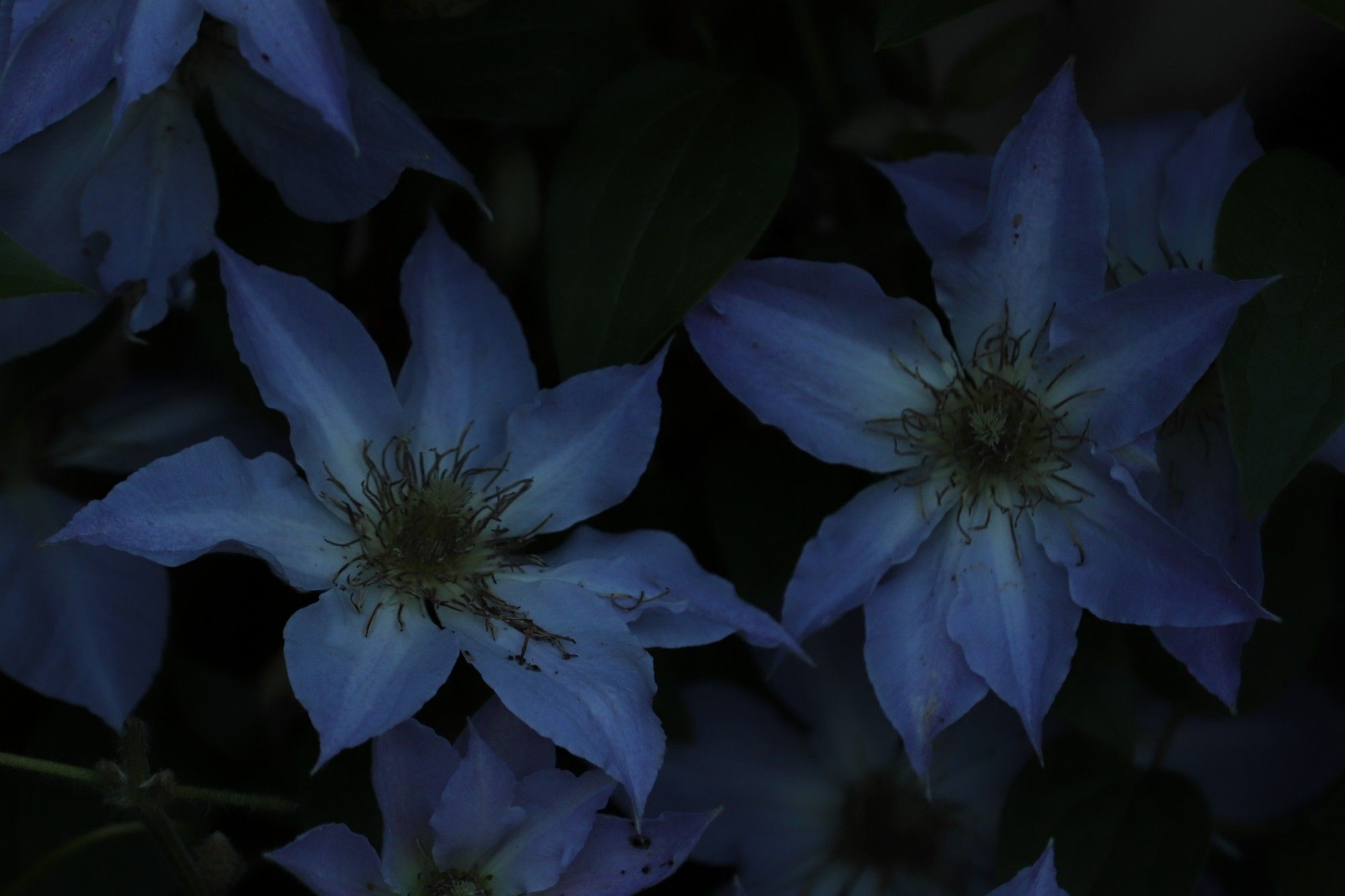 Two pale blue flowers with seven pointed petals stretch towards one another like two siblings. Surrounded by surrounded and rich green leaves, they seem secluded in a sea of foliage.