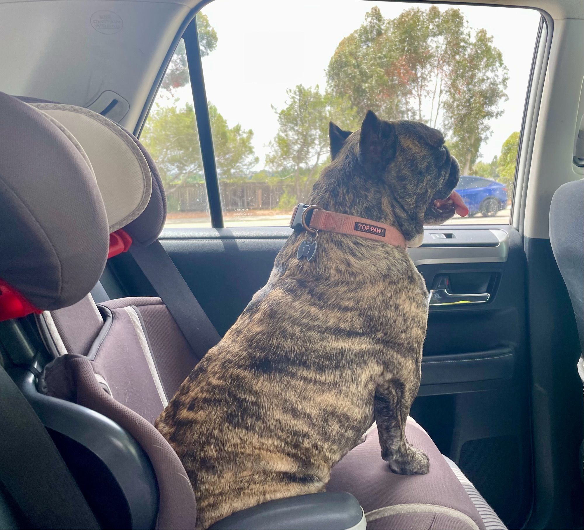 Same dog and car seat as before, but now the dog is looking out the window, watching the cars and trees whizzing by.