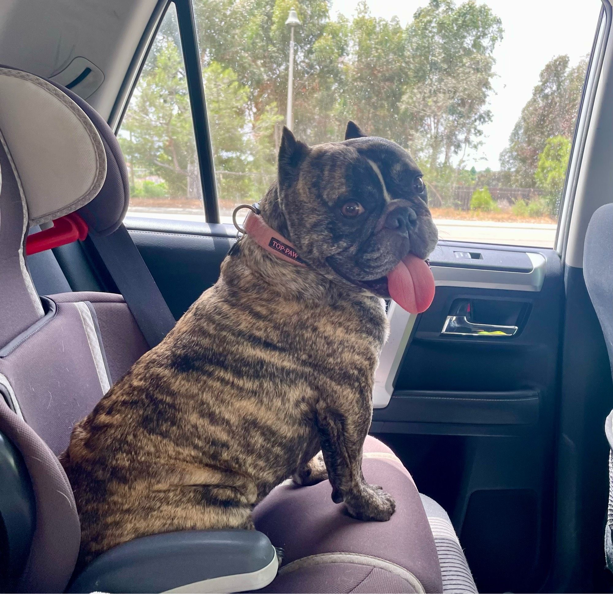 A brindle bulldog mix is sitting pretty in a child’s car seat, looking happily at the camera with his big pink tongue flapping out. He’s a good boy.