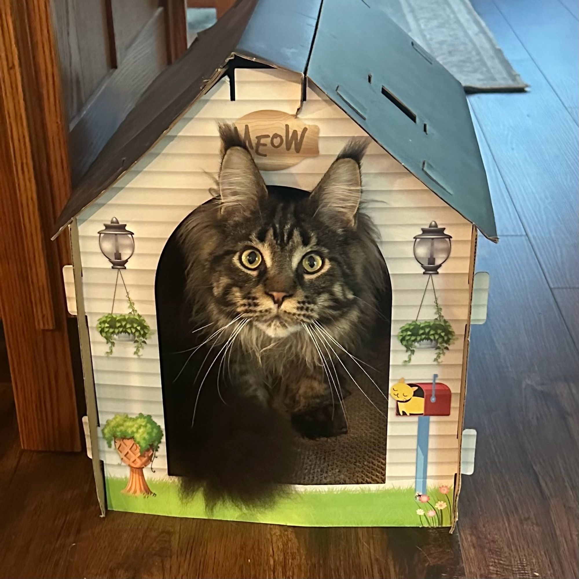 A Tabby Maine Coon sitting in a cardboard box house with “Meow” written over the entry way.