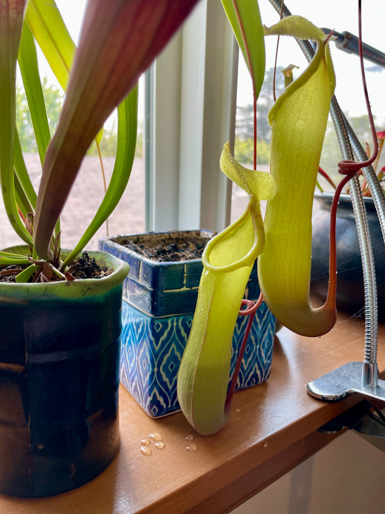 Photo of a windowsill with a few ceramic pots, and two bright green Nepenthes pitcher plants hanging over it. Nectar droplets are visible in a few places on the stems and pitchers, plus there's a cluster of them on the sill.