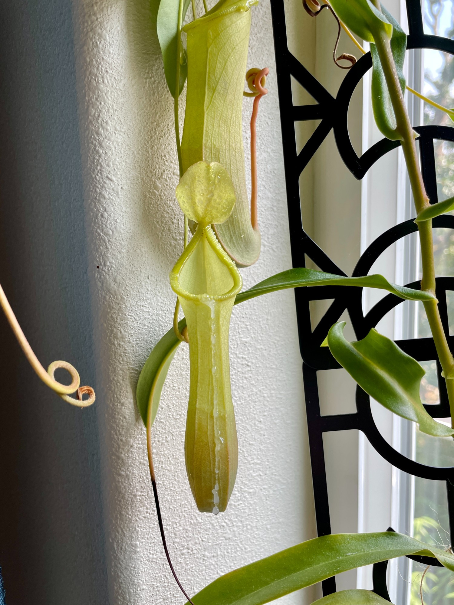 Photo of more bright green Nepenthes pitchers. The central pitcher has so much nectar built up down the front, it looks like someone dripped hot glue on it.