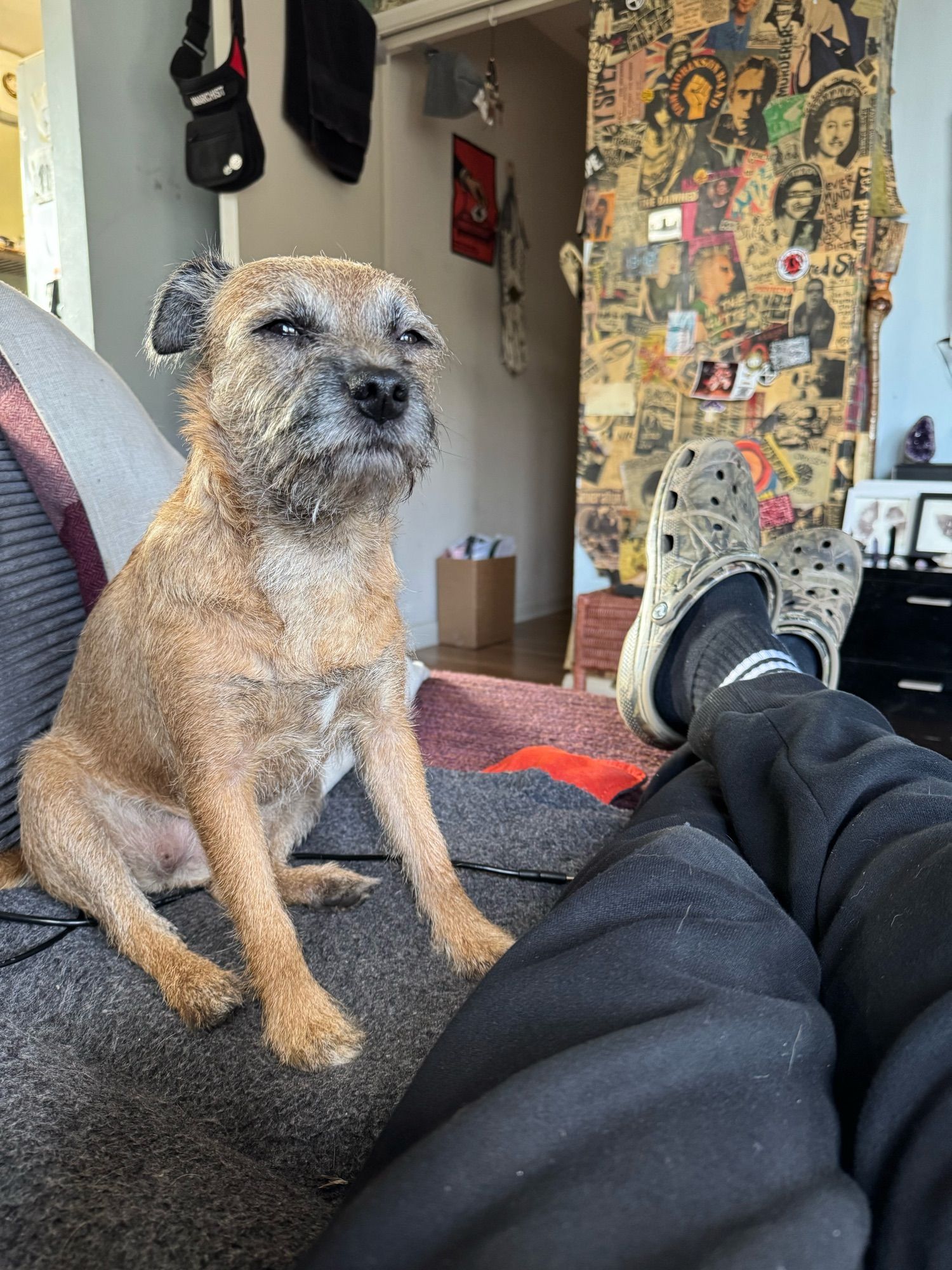 Chaplin sat up with her front paws up. She’s sitting back onto her bum and is staring off into space with squinty eyes and ears back just chillin