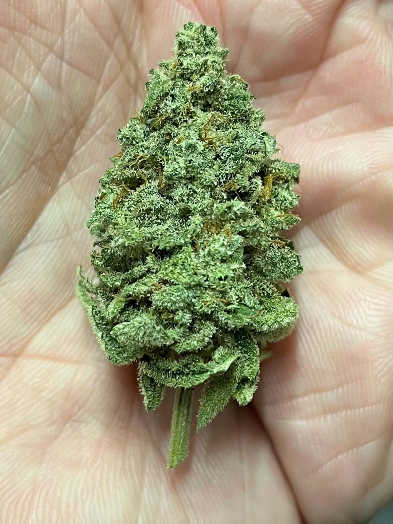 A nice close trimmed and now cured down large bud in the palm of my hand. It’s a lovely deep green with dense foliage and absolutely covered in frosty looking trichomes