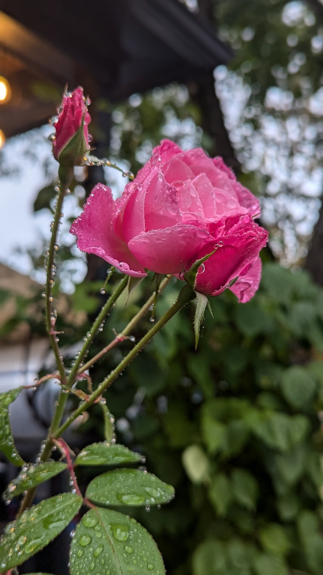 Raindrops on a pink rose and two rosebuds.