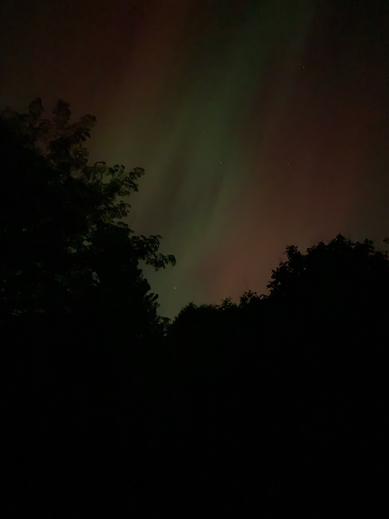 The aurora, or northern lights, are red and green over the night sky; some deciduous trees are in the foreground, silhouetted by the lights.