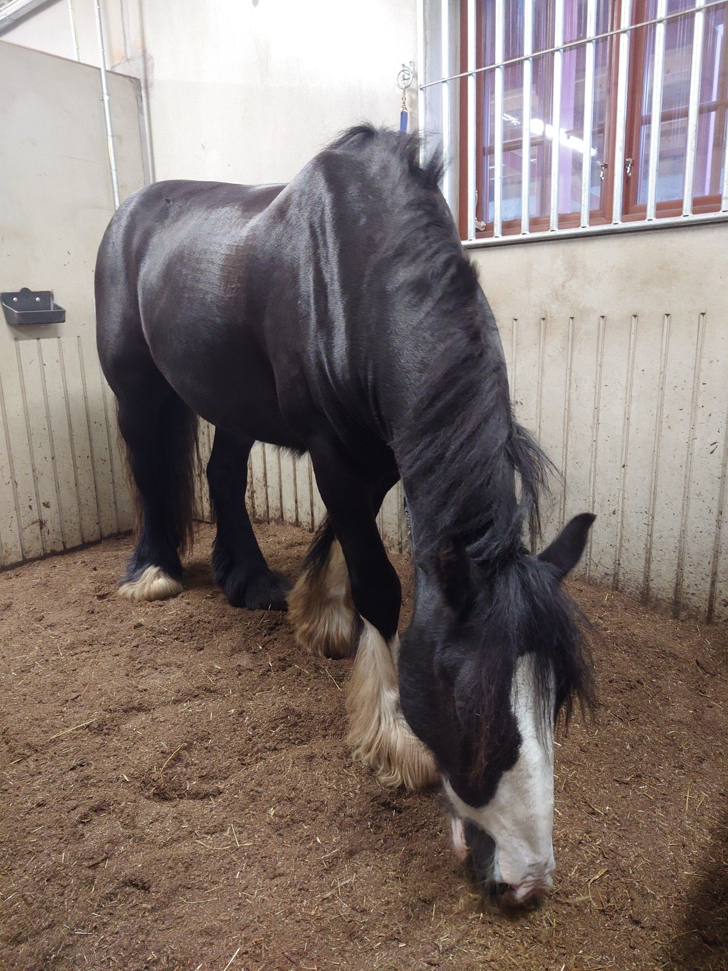 Photo of black Irish Cob Mullen eating hay