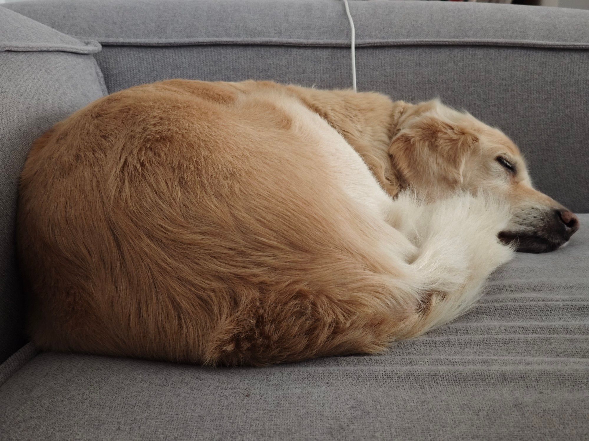 Ein schlafender Golden Retriever auf einer Couch