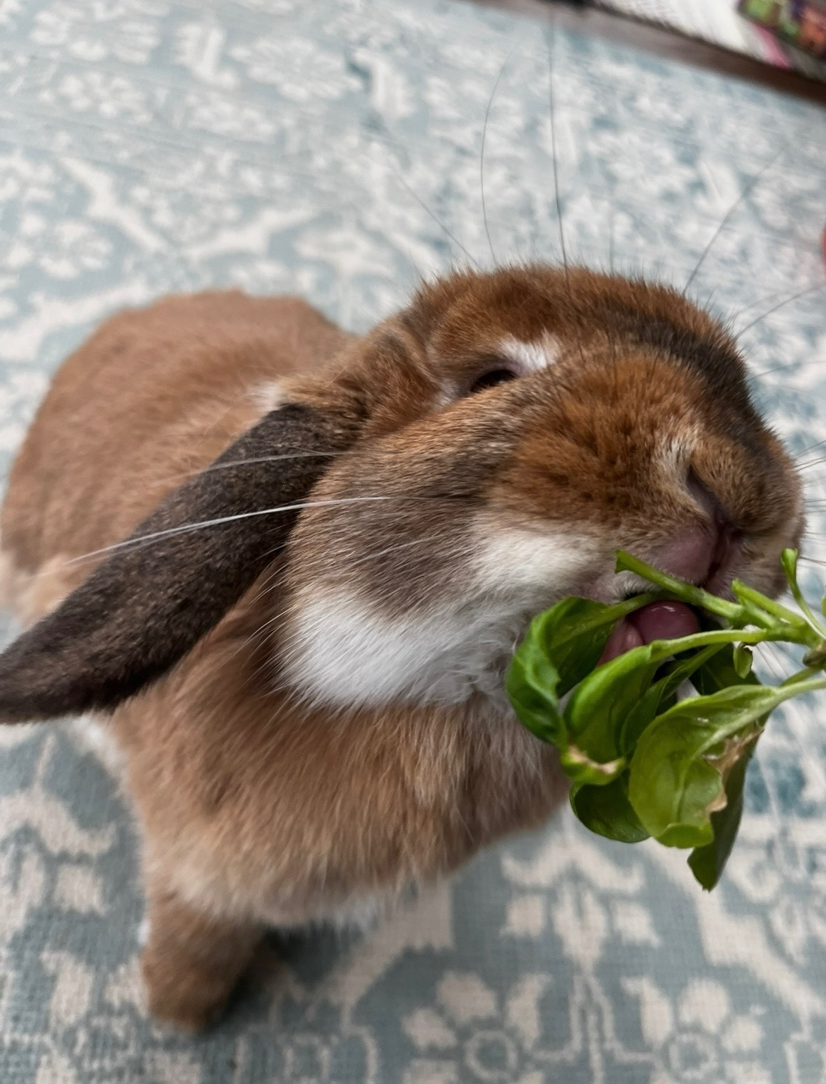 My rabbit Dean eating some parsley :3