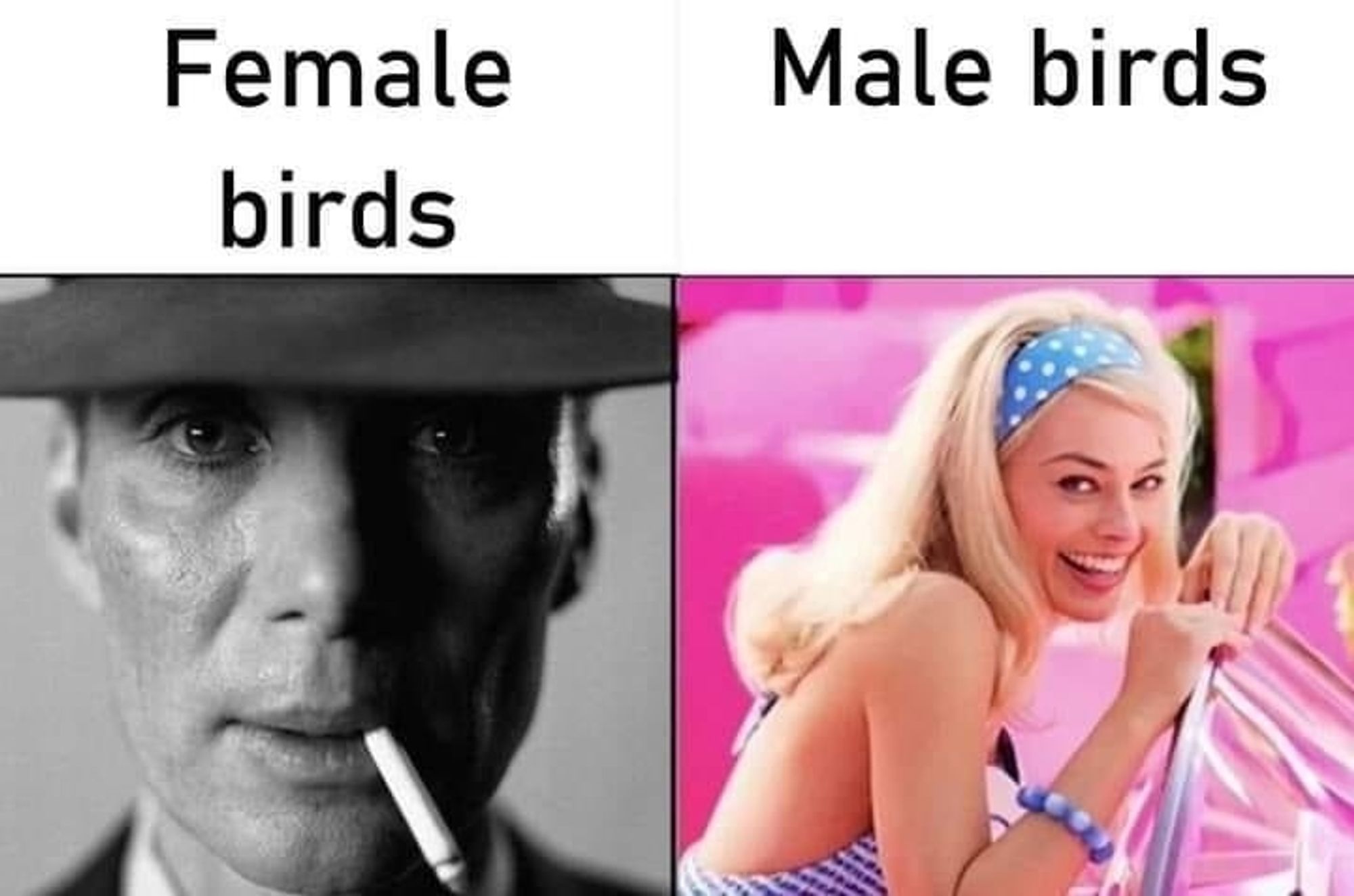 Meme showing female birds are not colorful, male birds very colorful, using the film comparison