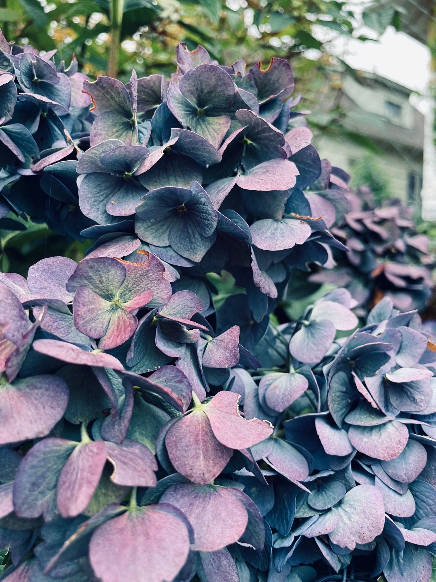 A close up of several clusters of deep pink/purple dried hydrangea blossoms.