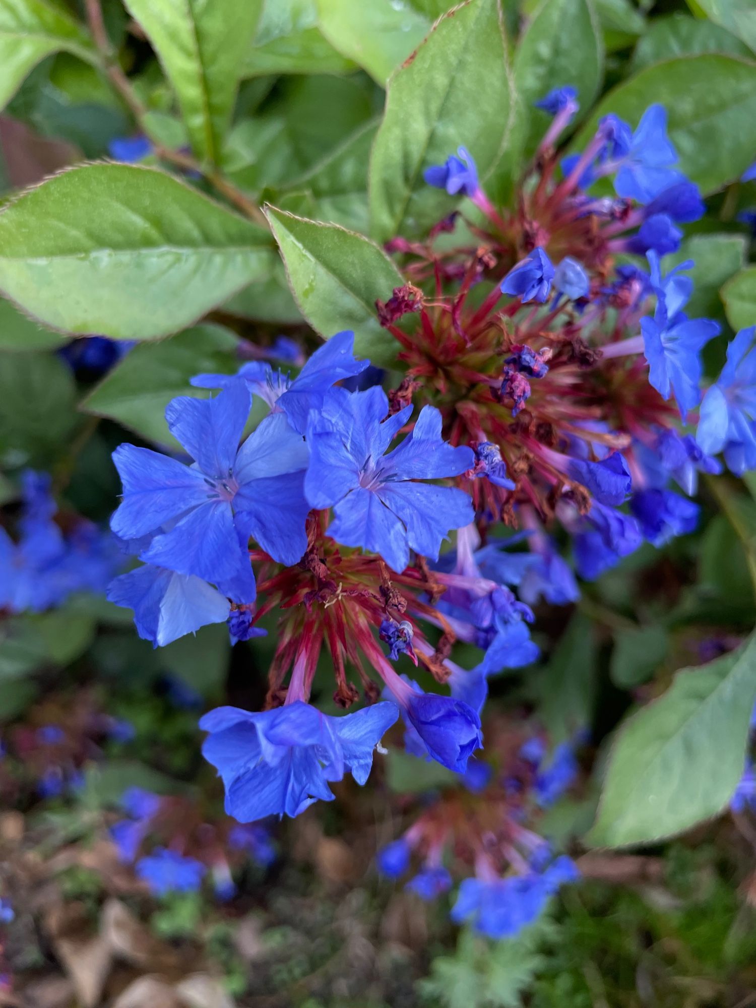 Brilliant lapis blue, five-petaled flowers whose name I don’t know.