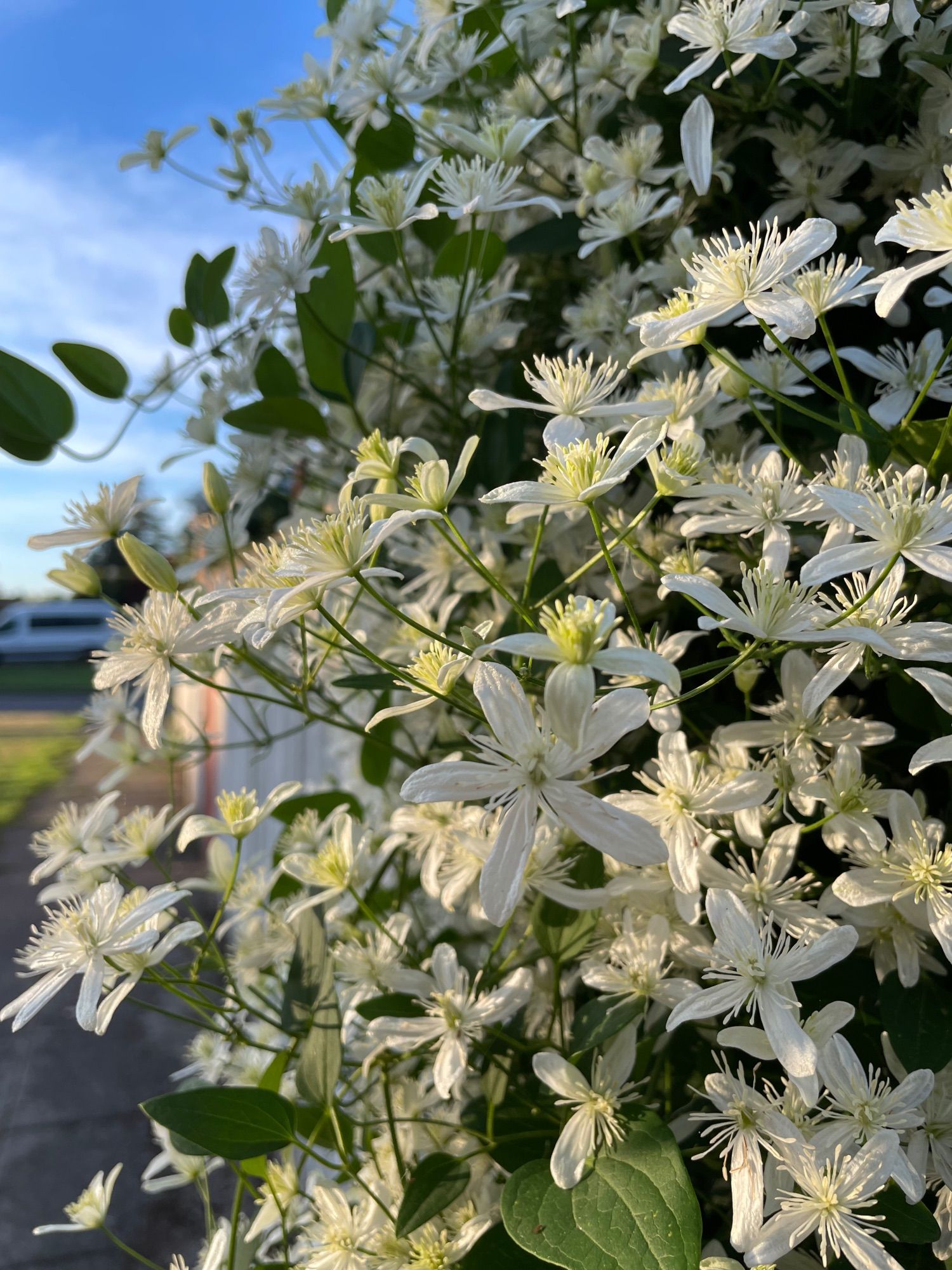 A vine covered chain link fence that is a tapestry of white flowers glowing in the morning light.