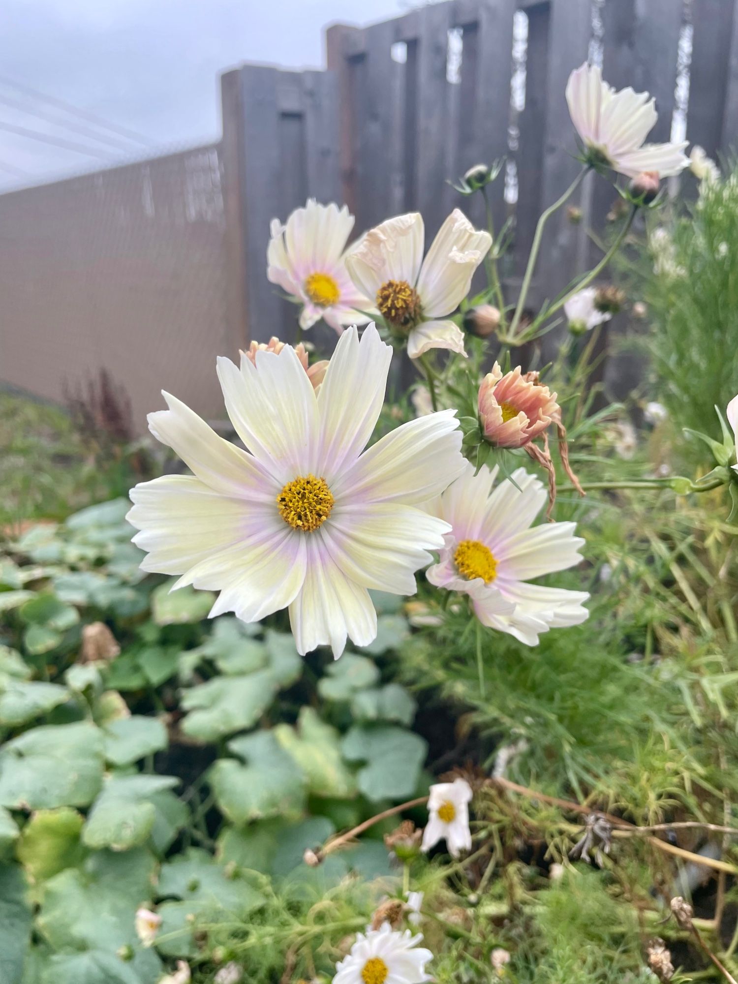 Pale cream and pink cosmos blossoms.