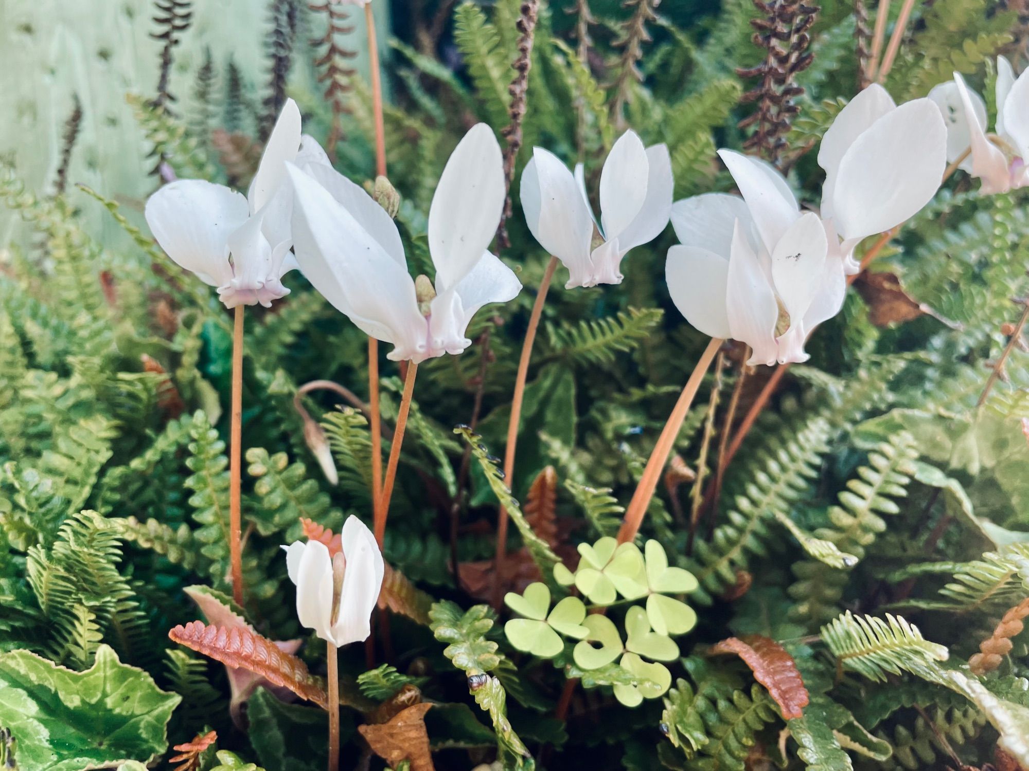 White cyclamen coming up through a bed of small fern-y looking plants, with a random patch of oxalis thrown in for good measure.