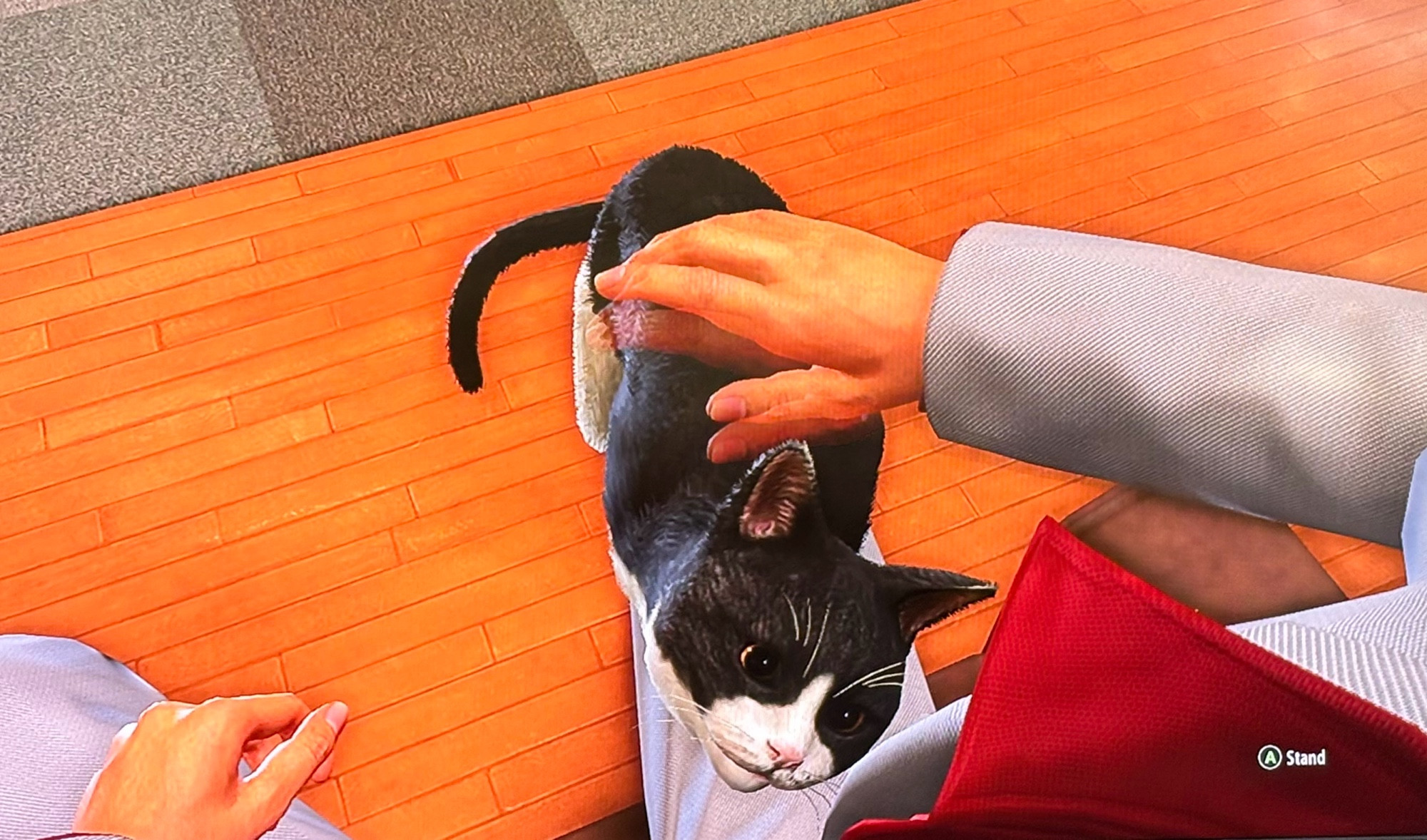 An animated tuxedo cat sits on a lap from a first person perspective 