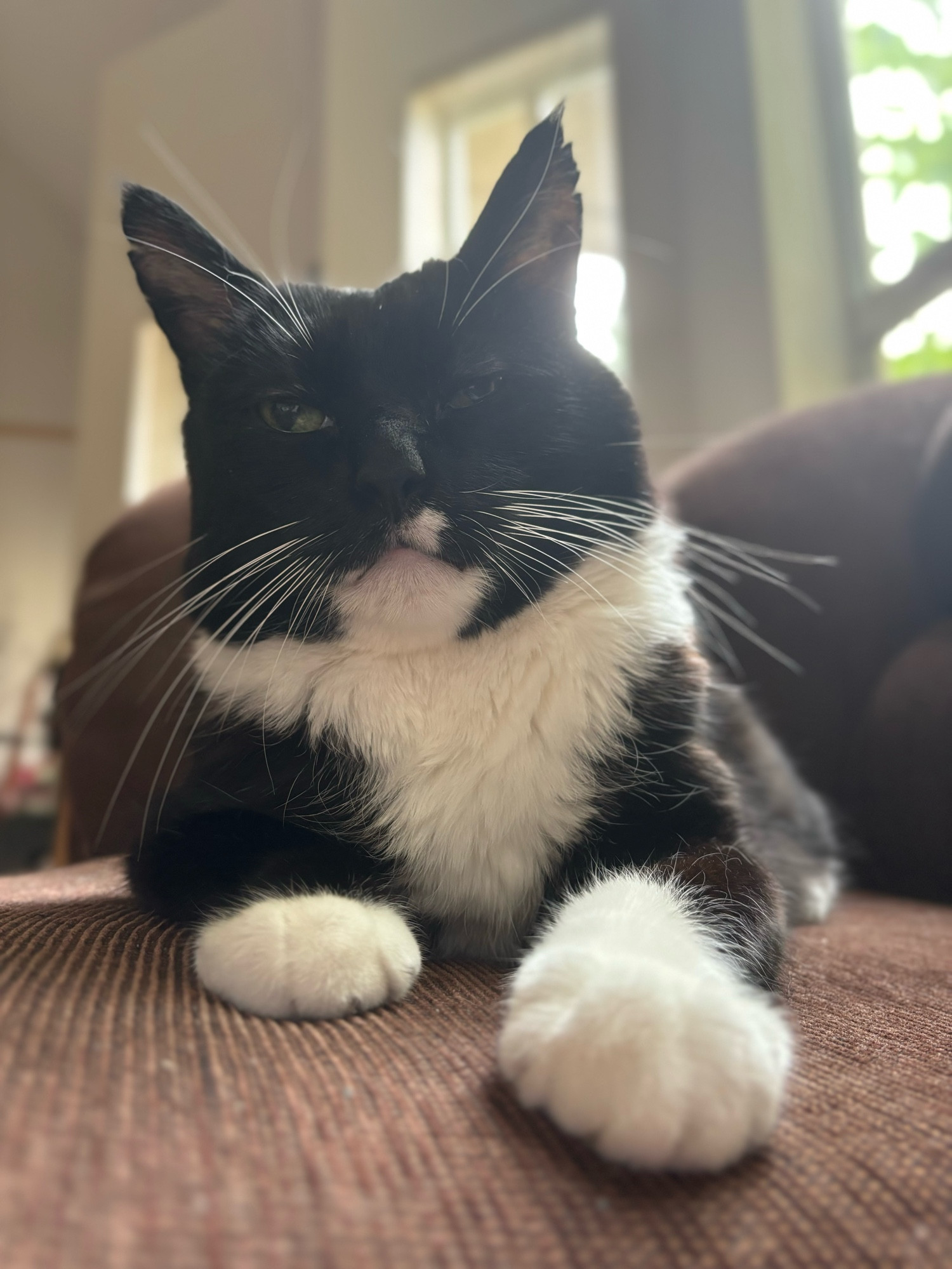  Happy tuxedo cat on a brown corduroy couch.  