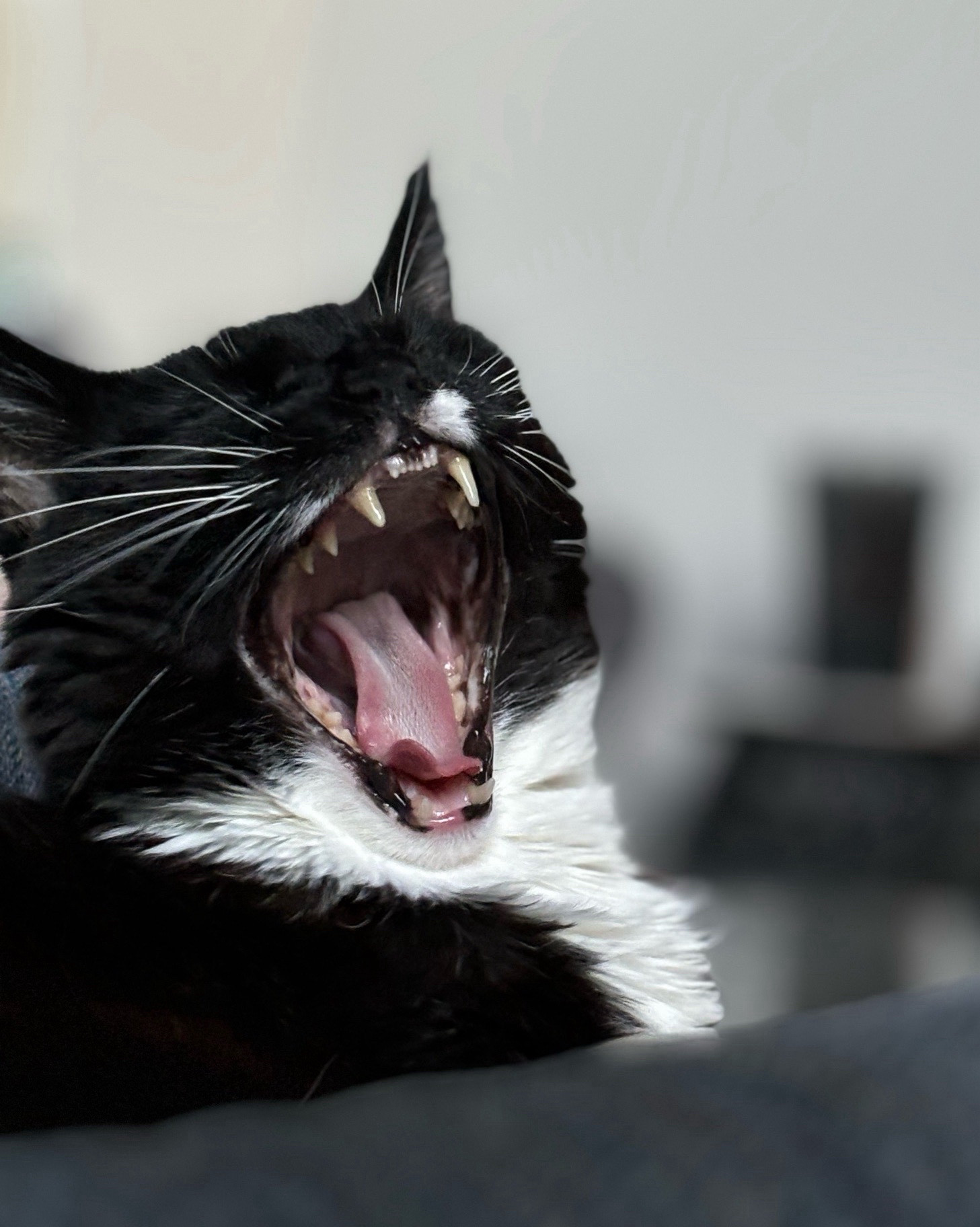 The tuxedo cat, his mouth open wide in a yawn.