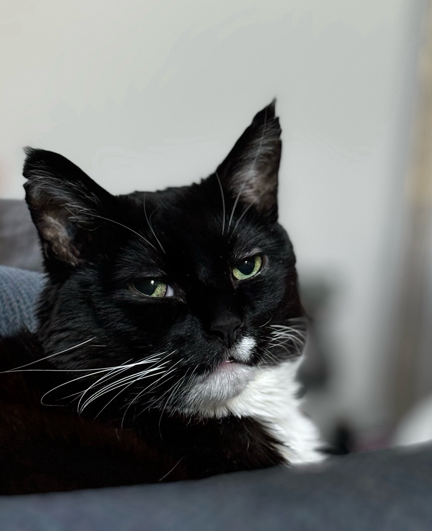 The big face of a tuxedo cat