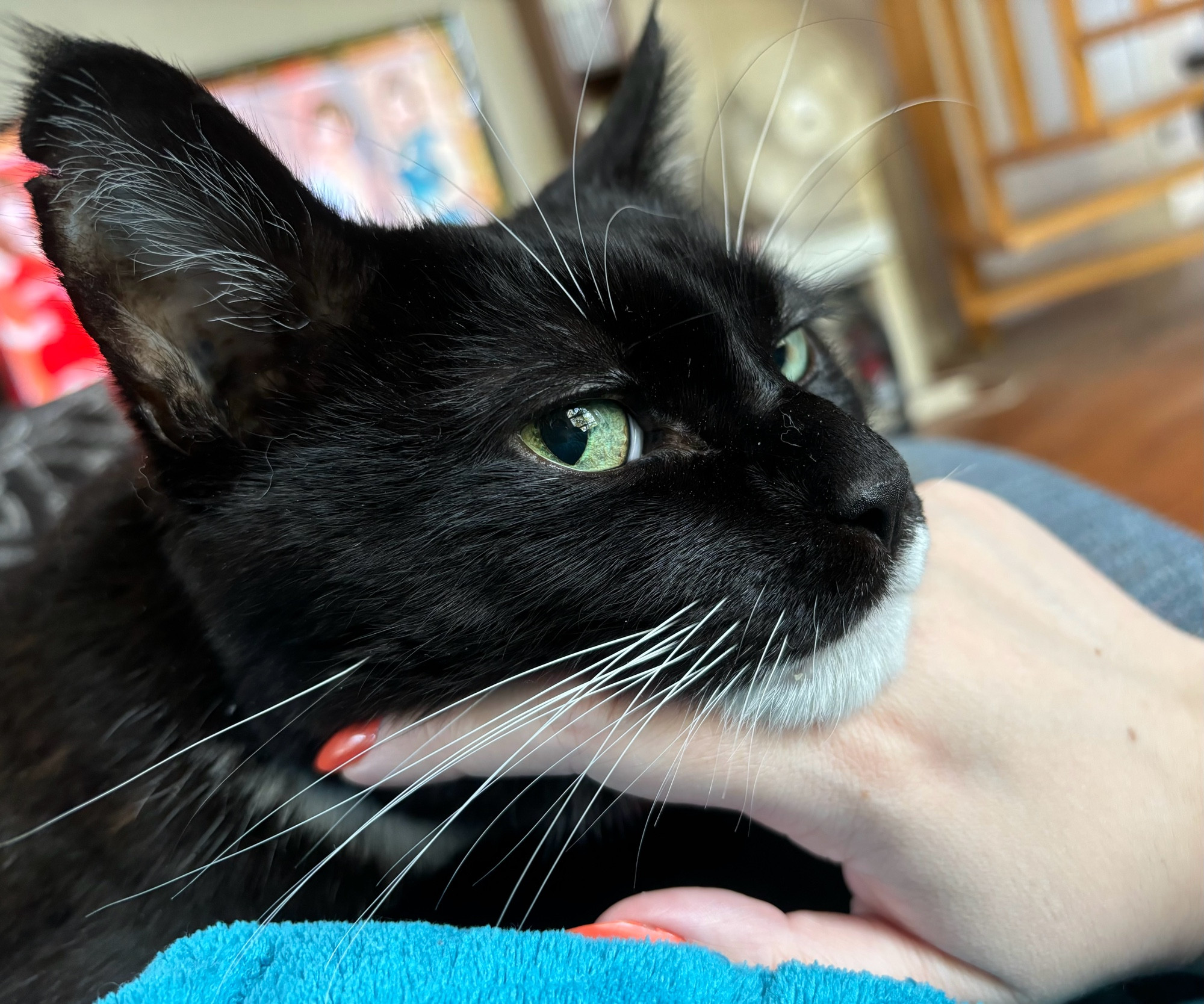 The big face of a tuxedo cat, resting on a pale hand. 