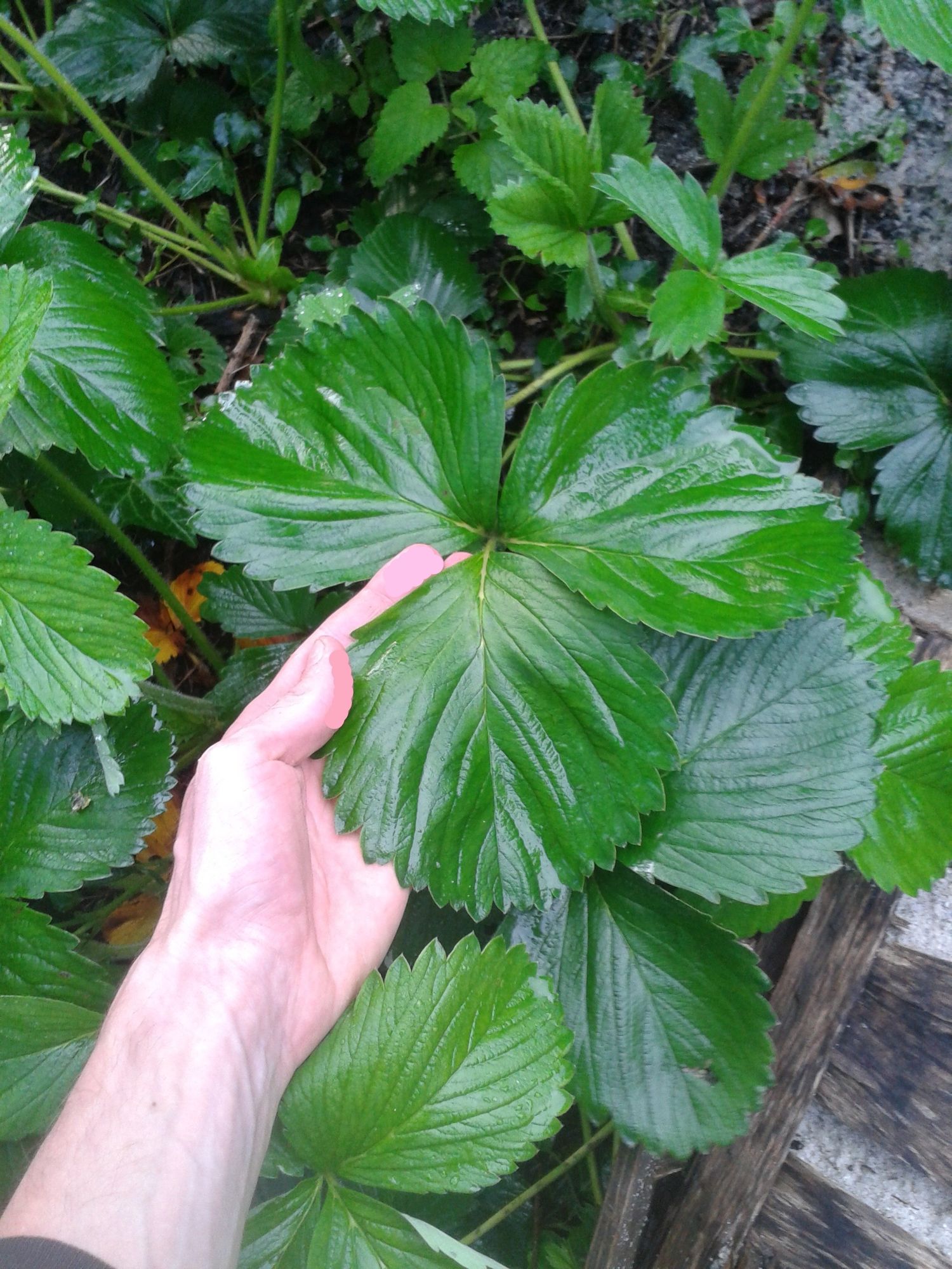 une feuille de fraisier plus grosse qu'une main